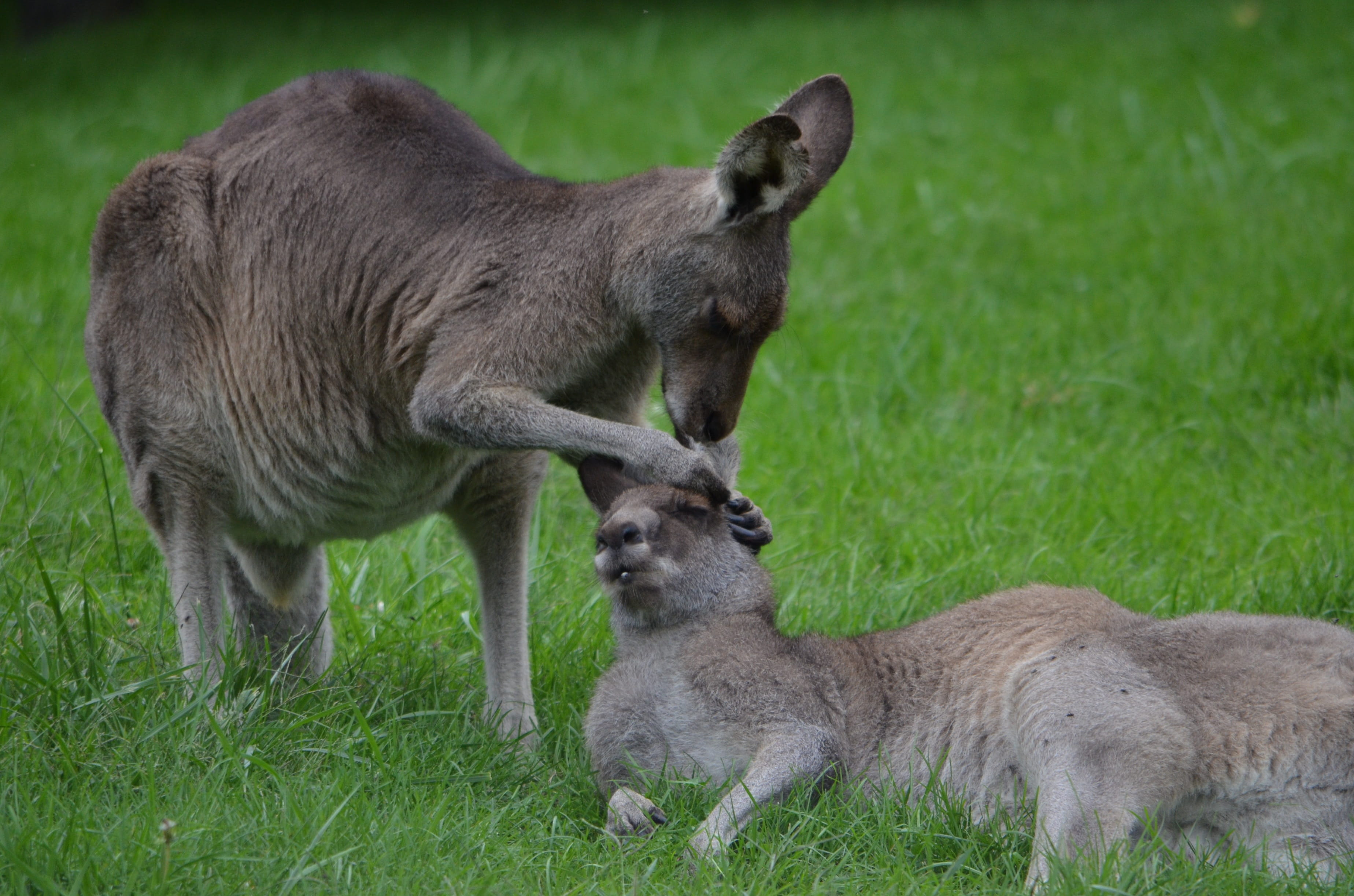 field, no people, group of animals, cleaning, wildlife, mother, ear, animal wildlife, animal themes, nature, vertebrate, outdoors, parent, plant, day, kangaroo, HD Wallpaper