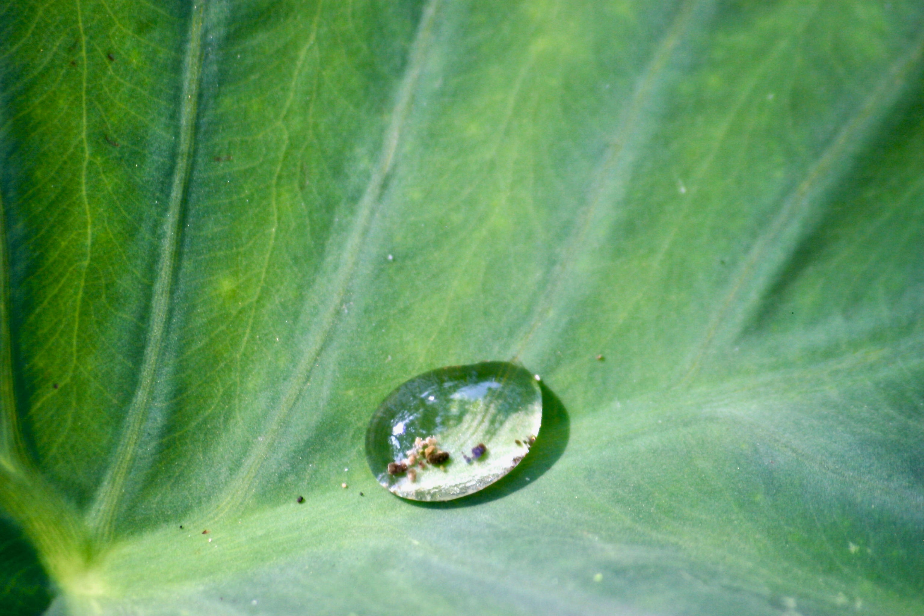 full frame, beauty in nature, close-up, see, clear, elephant, animal themes, 2K, spec, animal, inspect, macro, leaf, one animal, plant, droplet, detail, HD Wallpaper