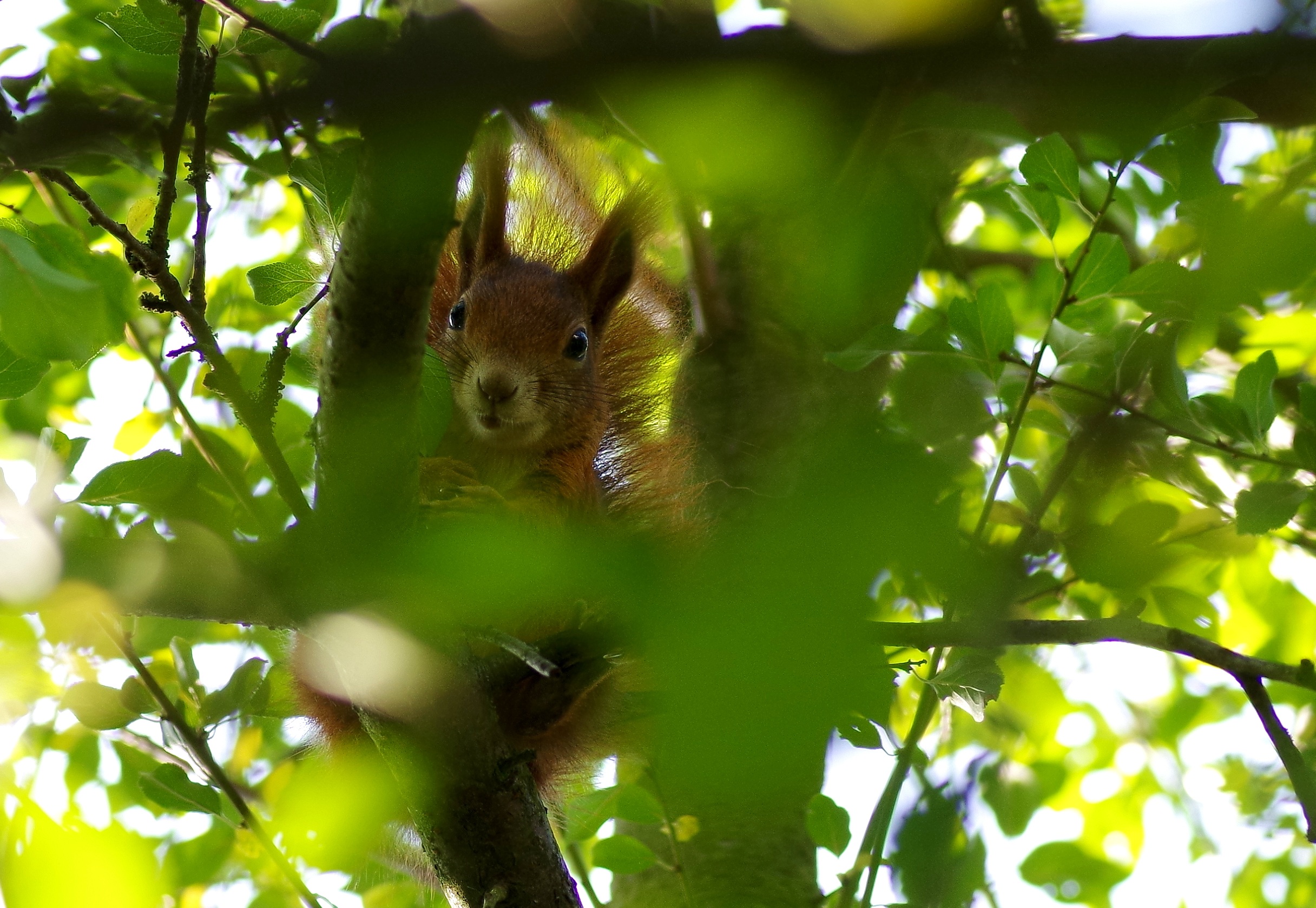 garden, branch, no people, bushes, plant, rodent, animal wildlife, shrubs, squirrel, green color, 1080P, selective focus, whisker, mammal, animal themes, HD Wallpaper