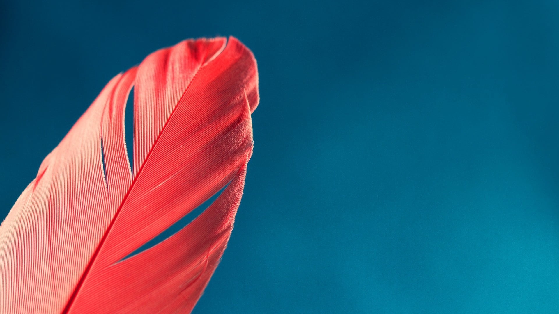copy space, plant, textile, orange color, sky, pattern, wind, colored background, low angle view, day, blue background, blue, 1080P, nature, pen, focus on foreground, HD Wallpaper