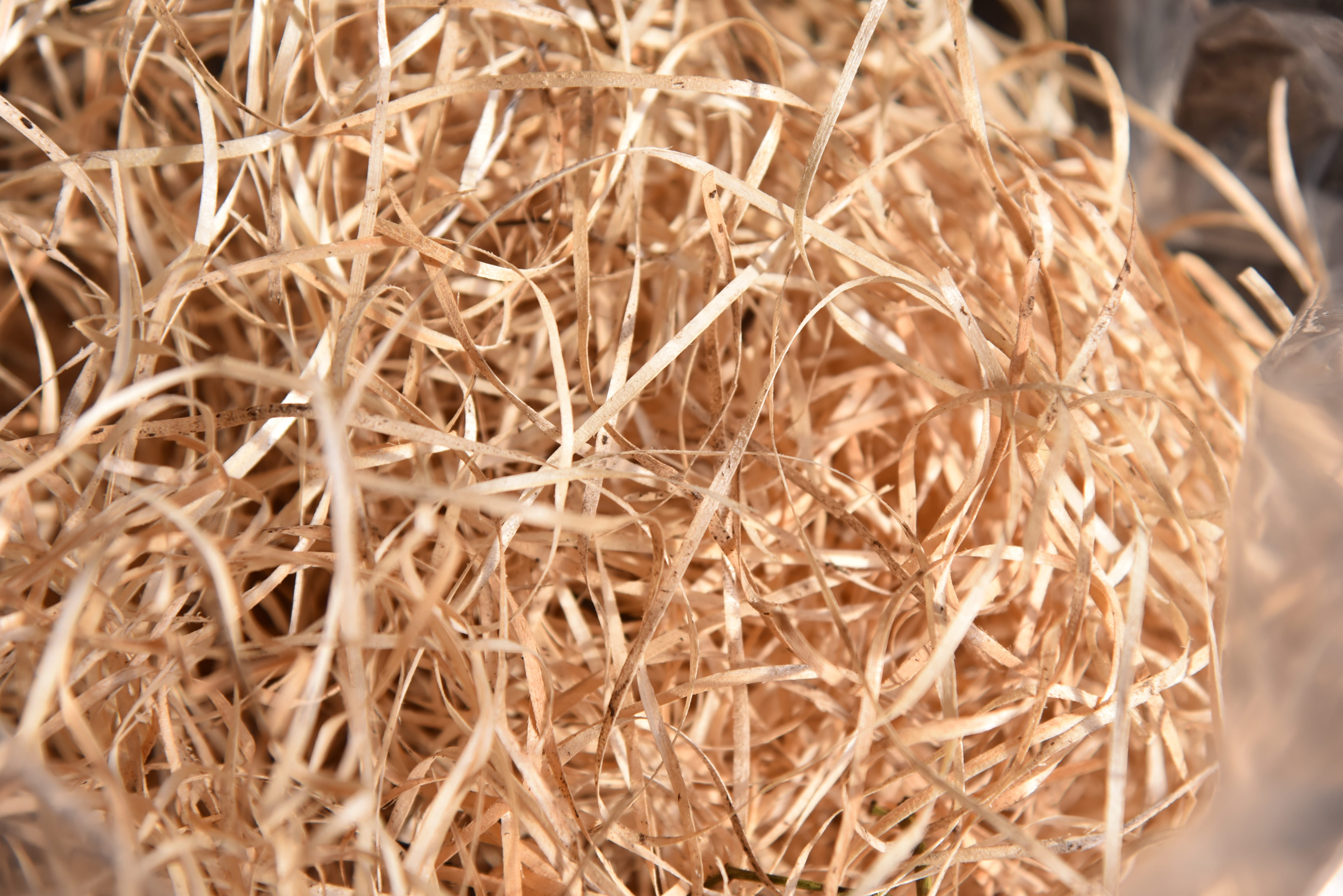 5K, animal nest, vegetable, growth, underlay material, sunlight, beauty in nature, nature, protection, focus on foreground, hay, still life, vulnerability, HD Wallpaper