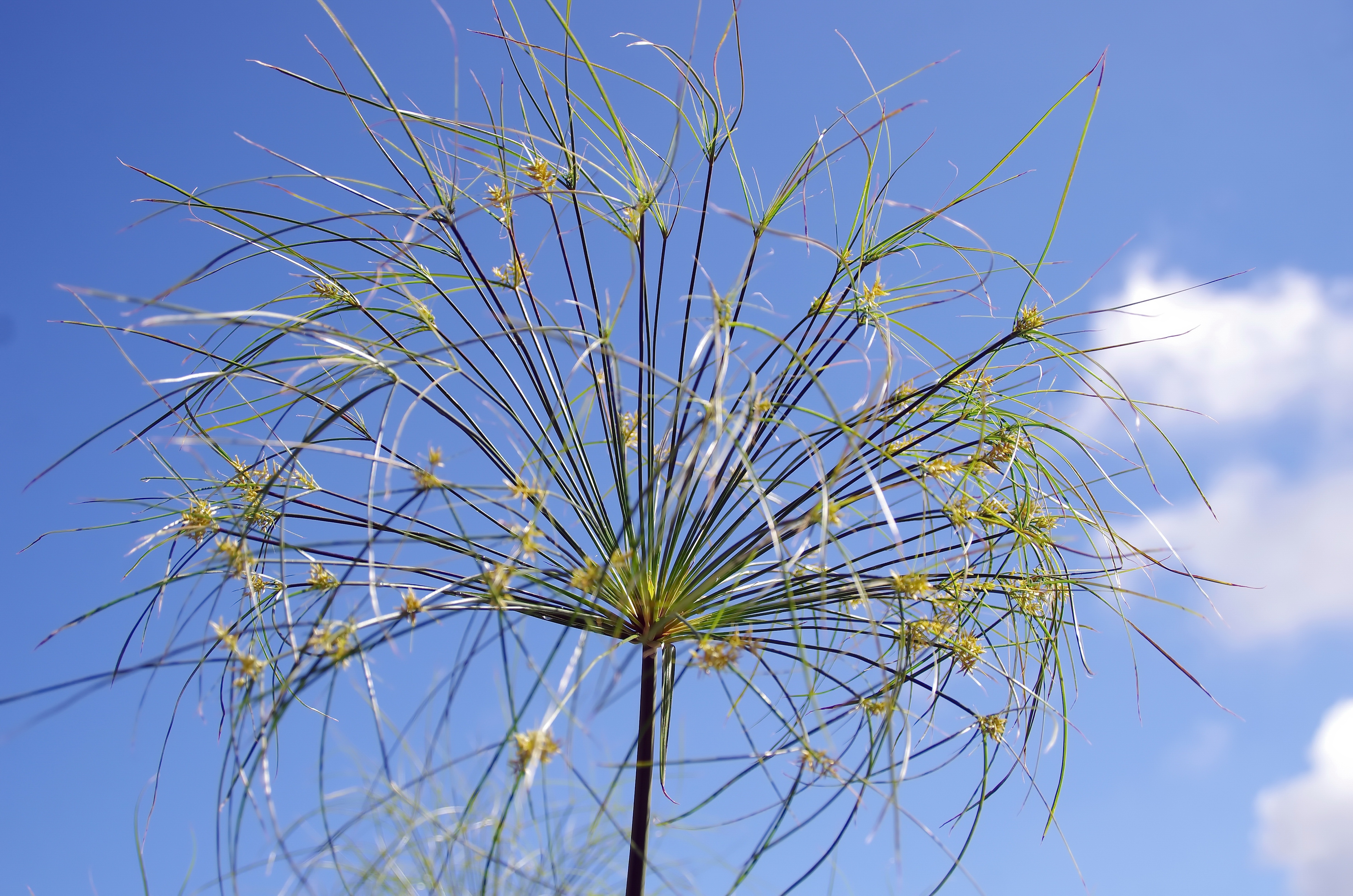 sedges, focus on foreground, cyperus papyrus, low angle view, no people, papyrus, green color, tranquility, nature, blue, beauty in nature, 4K, freshness, HD Wallpaper