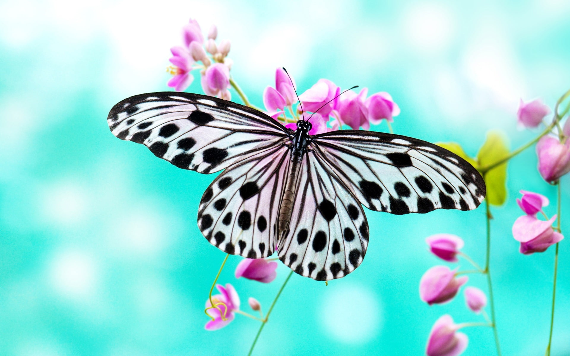 Love, Purple, 1080P, Butterfly, Flowers, HD Wallpaper