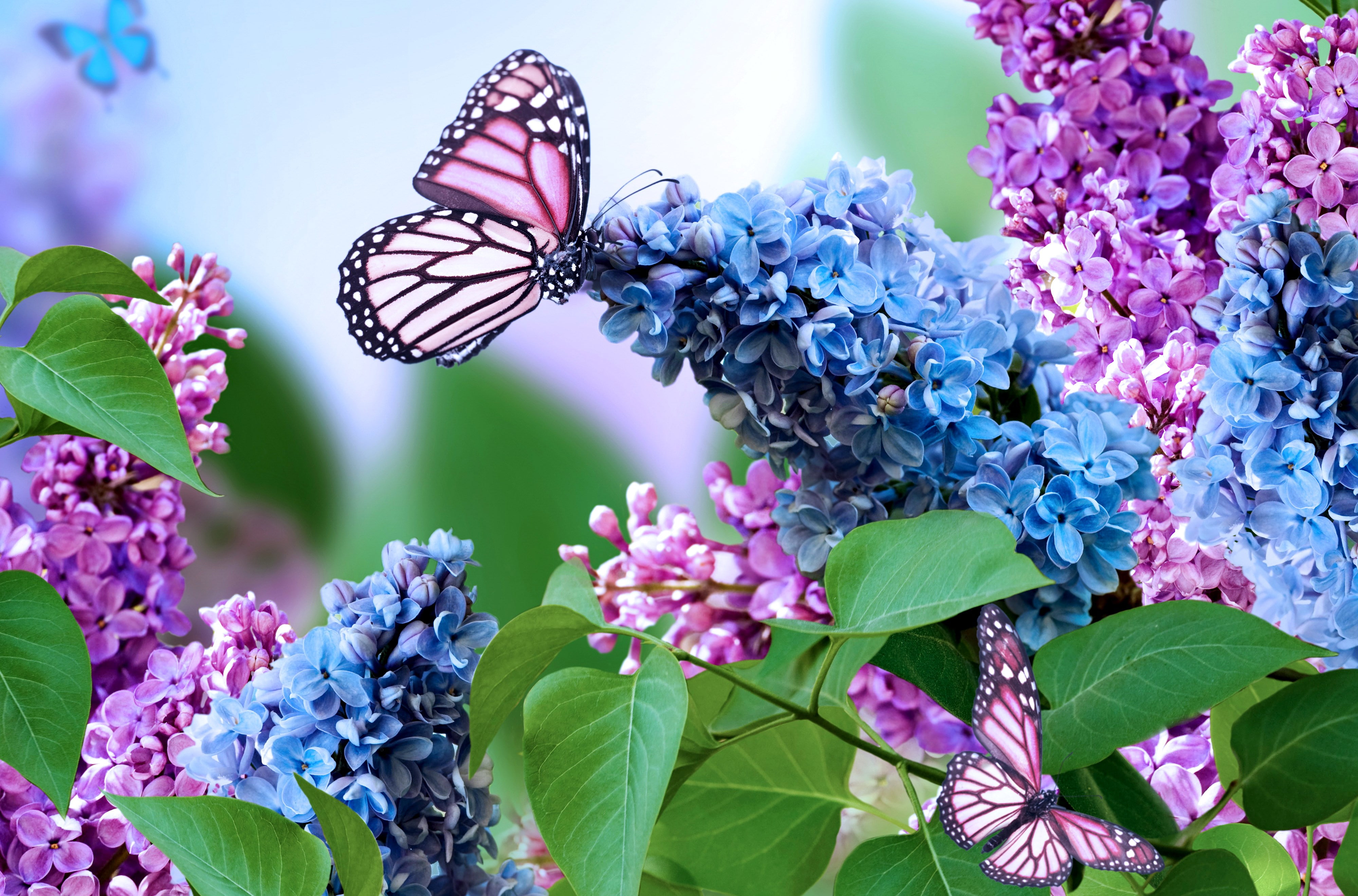 outdoors, no people, animal wing, nature, flower head, springtime, freshness, leaf, butterfly - insect, lilac, pollination, petal, flower, flowering plant, HD Wallpaper