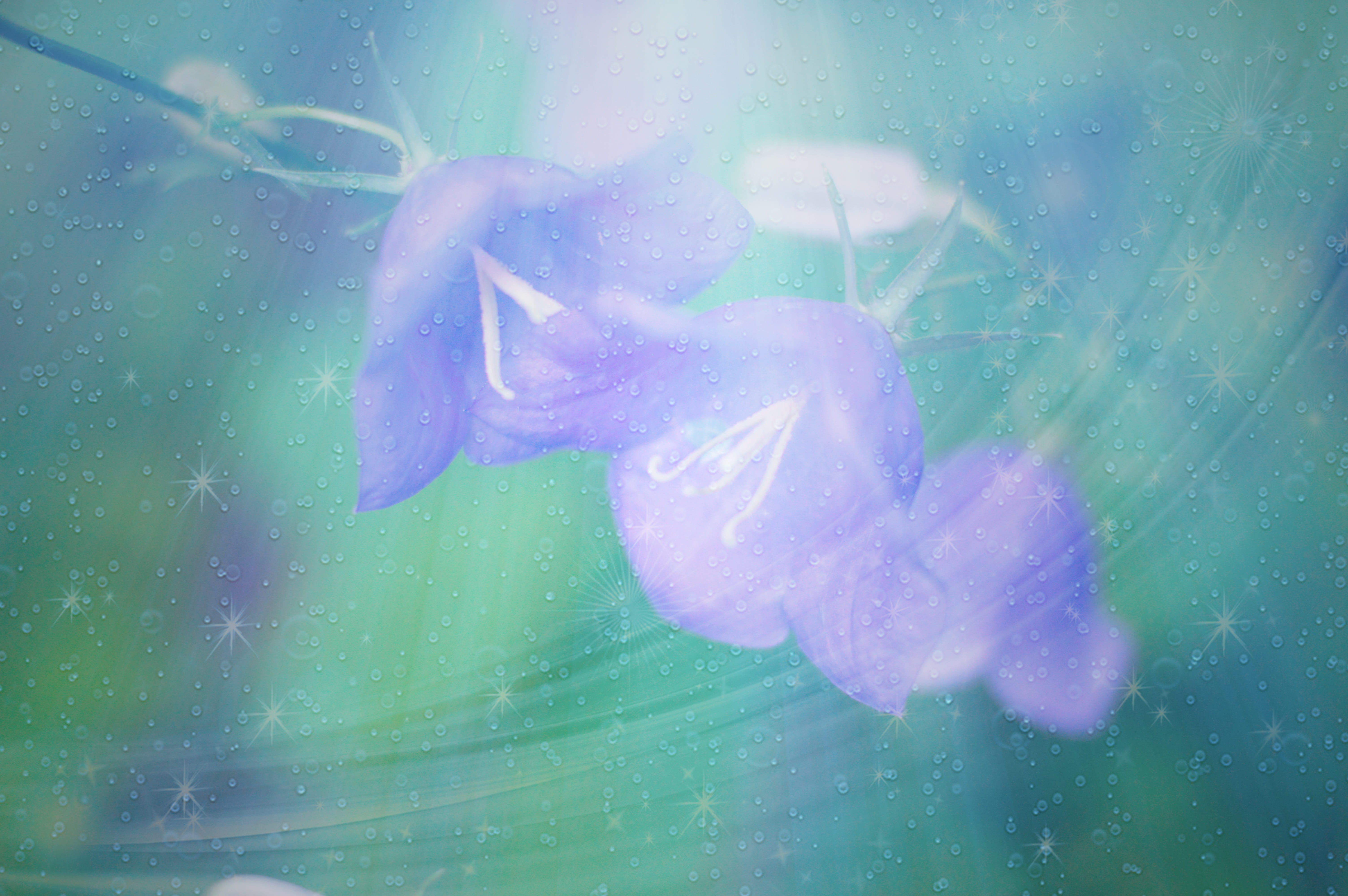 real people, macro photography, Macro, leisure activity, art direction, Closeup, Flowers, marine, sea, jellyfish, flowers field, outdoors, no people, beautiful flower, HD Wallpaper
