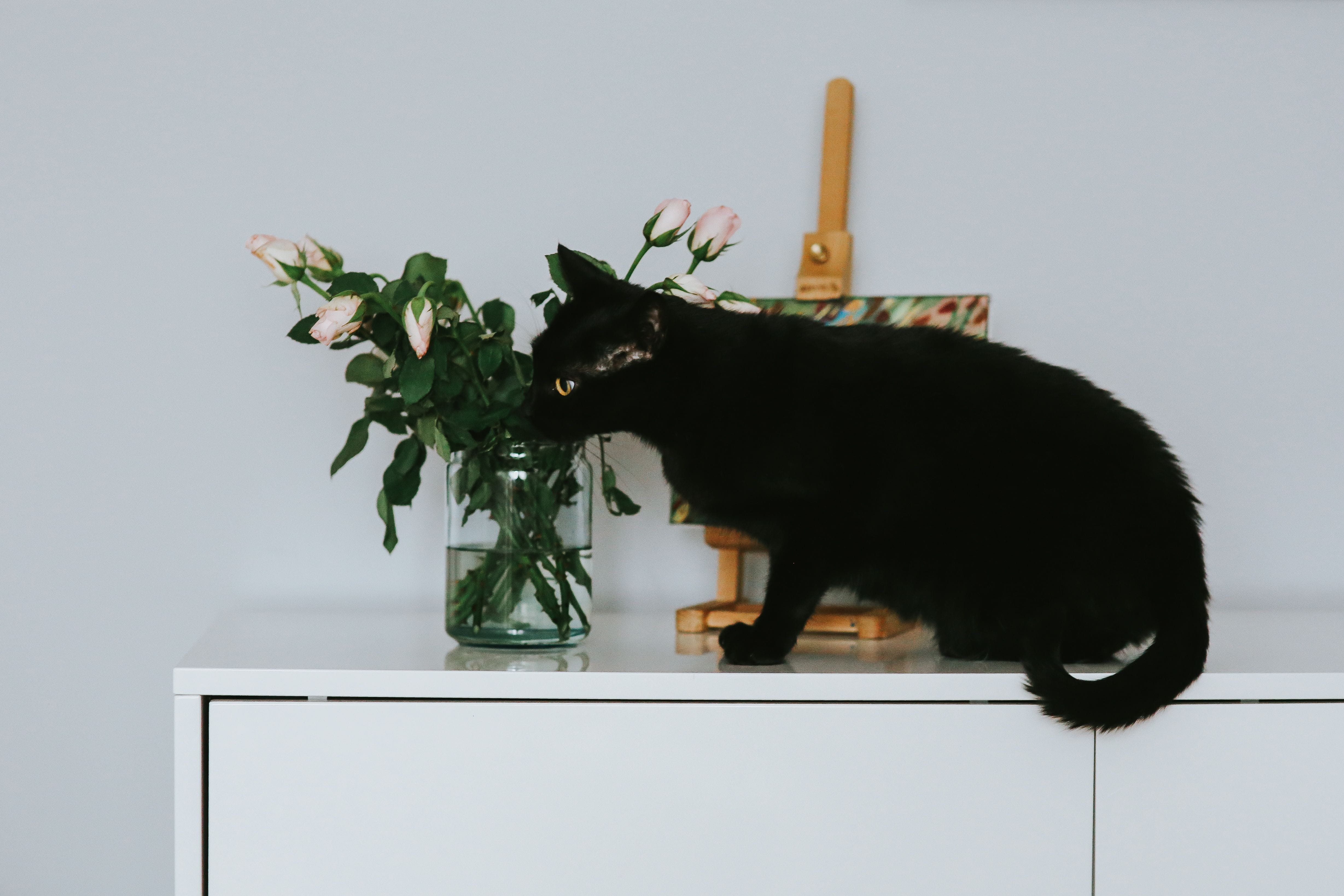 vase, mammal, domestic, one animal, cat, table, nature, black, pets, plant, flowering plant, no people, animal head, flower, paintings, Black cat, close-up, HD Wallpaper