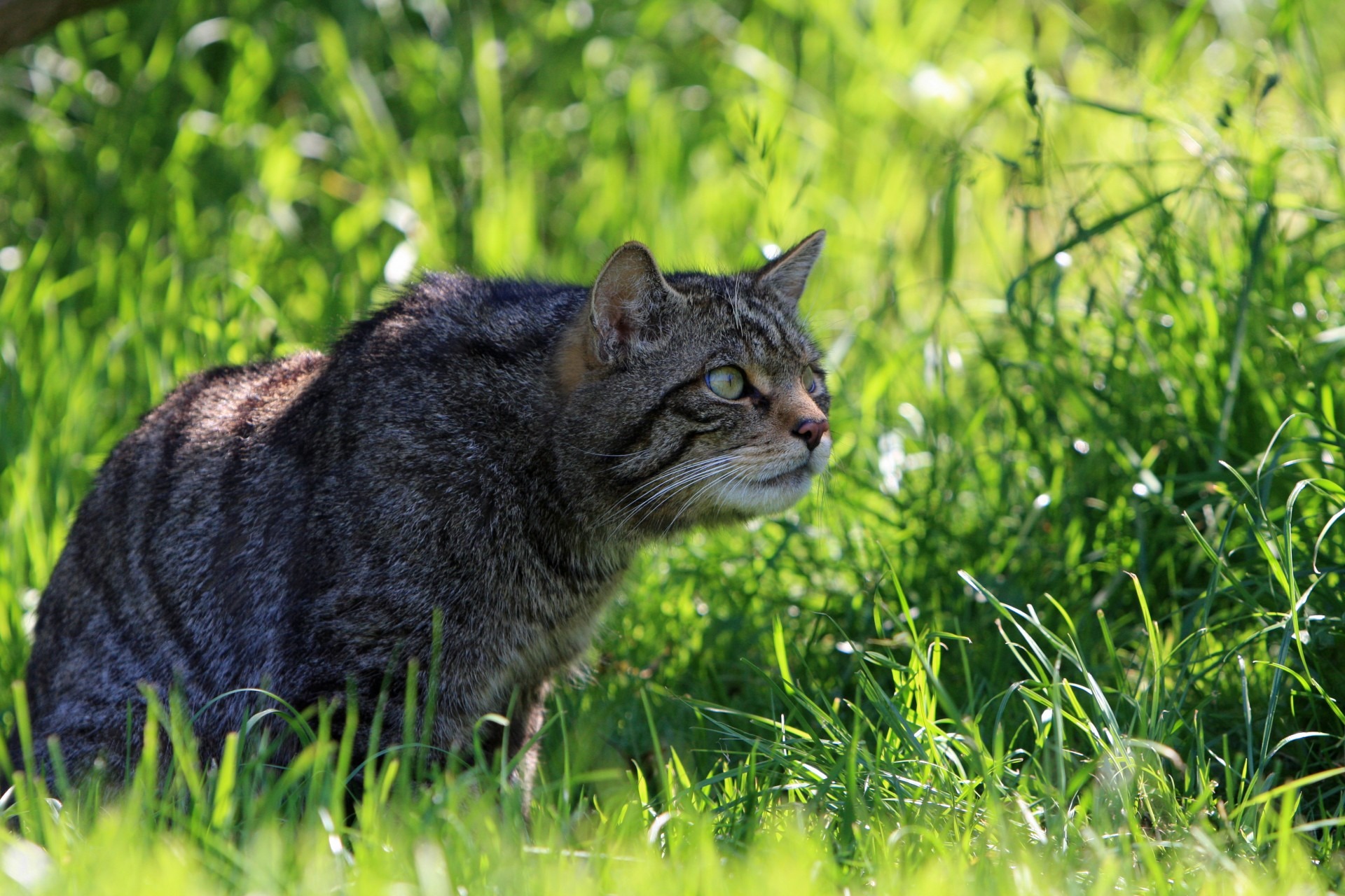 green color, tabby, furred, one animal, vertebrate, cat, profile view, wildlife, field, 1080P, grass, wild, domestic animals, no people, close-up, outdoors, HD Wallpaper