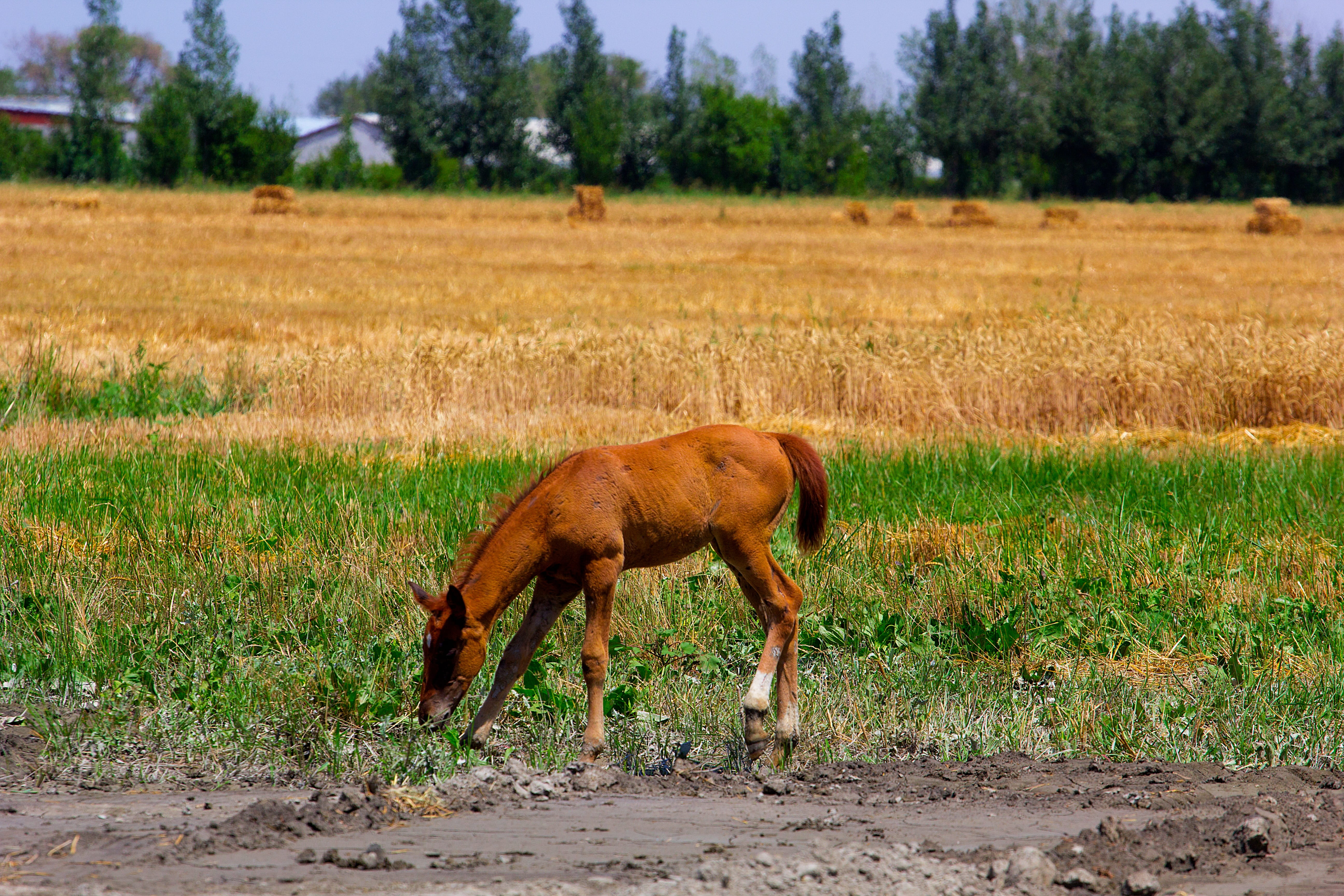 animal themes, heat, 5K, field, one animal, environment, summer, nag, mustang, sun, memories, animal wildlife, mammal, june, village, grass, domestic animals, HD Wallpaper