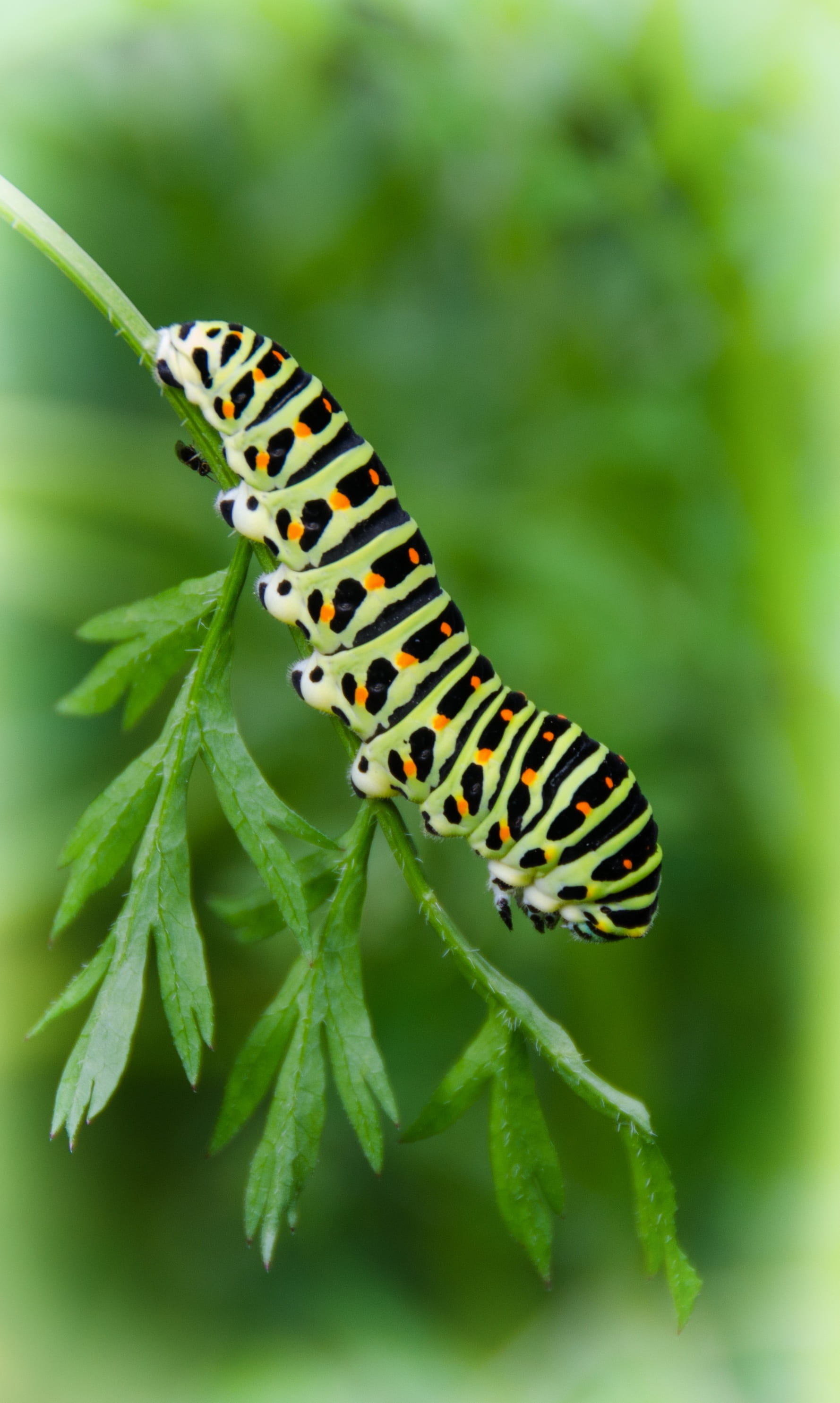 insect, plant part, animal markings, 2K, dovetail, animal wing, beauty in nature, focus on foreground, spotted, animal wildlife, close, close-up, caterpillar, Phone HD Wallpaper