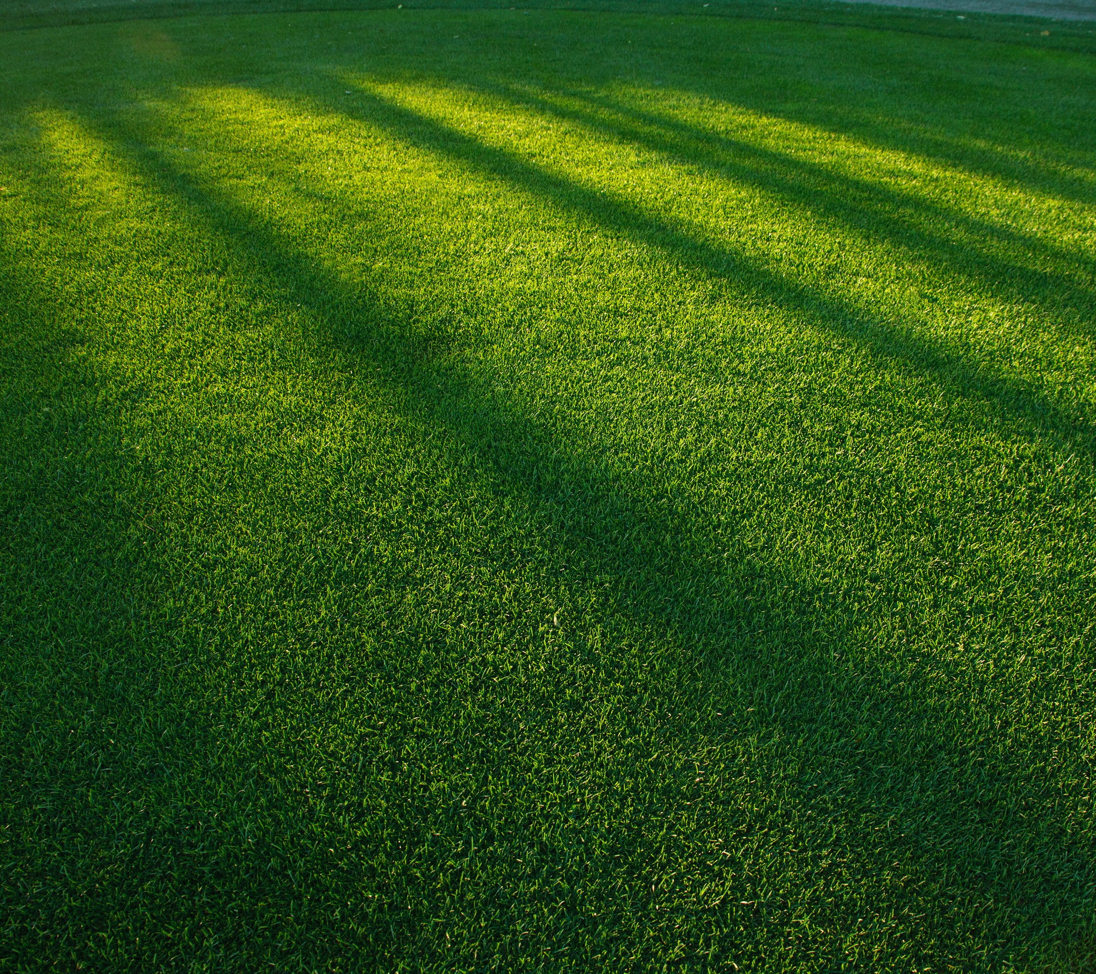 growth, tranquility, shadow, day, plant, environment, outdoors, focus on shadow, field, 1080P, no people, sport, sunlight, turf, nature, land, full frame, HD Wallpaper