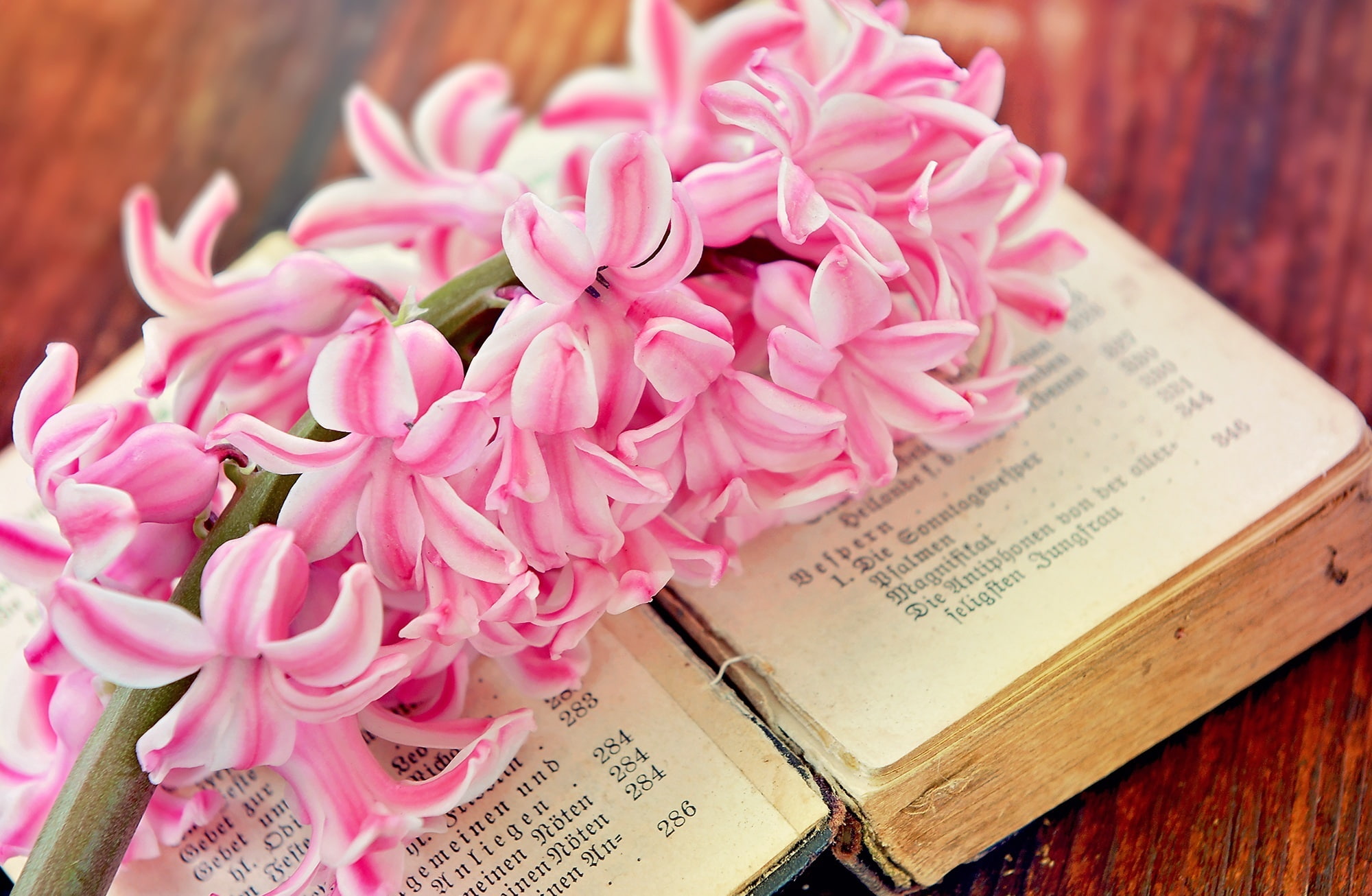 Springtime, Cute, open, Spring, communication, freshness, Book, Close, petal, bouquet, 1080P, old, flower head, text, bunch of flowers, oldbook, Wood, HD Wallpaper