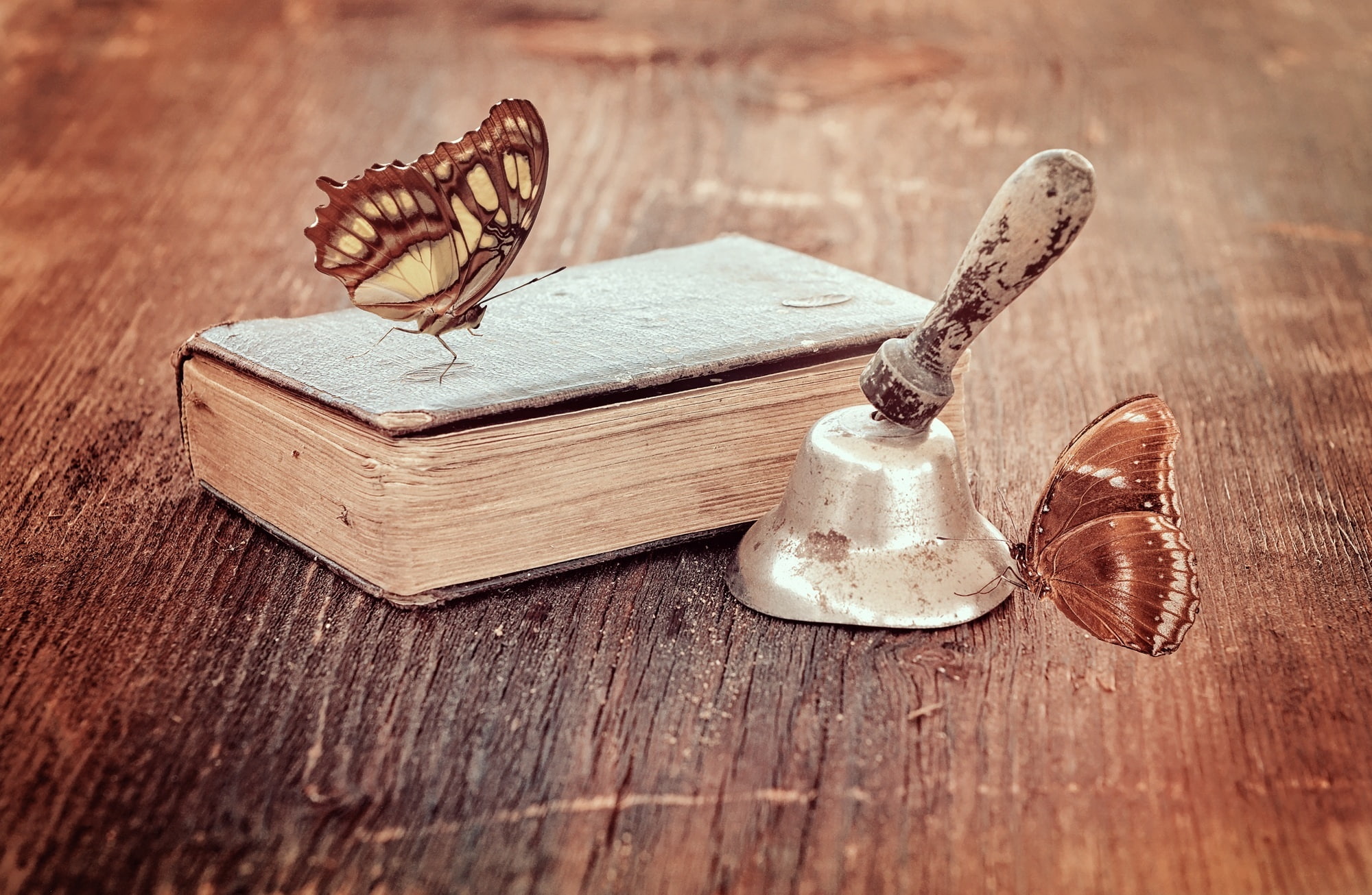 two objects, focus on foreground, Vintage, page, close-up, retrolook, education, animal wildlife, Antique, home interior, animal, table, Wood, publication, HD Wallpaper