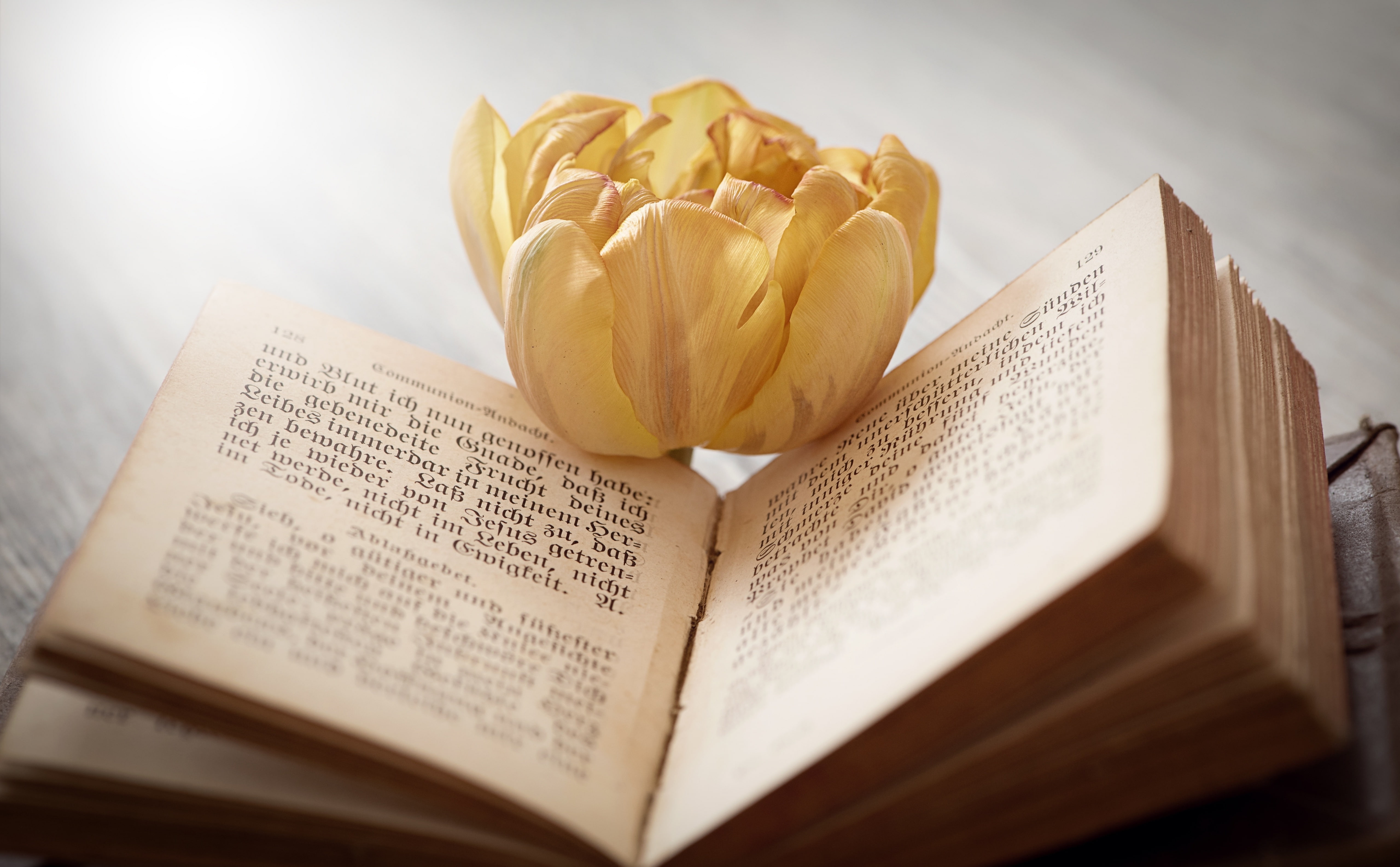 Bloom, Vintage, indoors, literature, Tulip, Book, flowering plant, macro, table, oldbook, education, Light, Blossom, no people, text, Flower, page, brown, HD Wallpaper