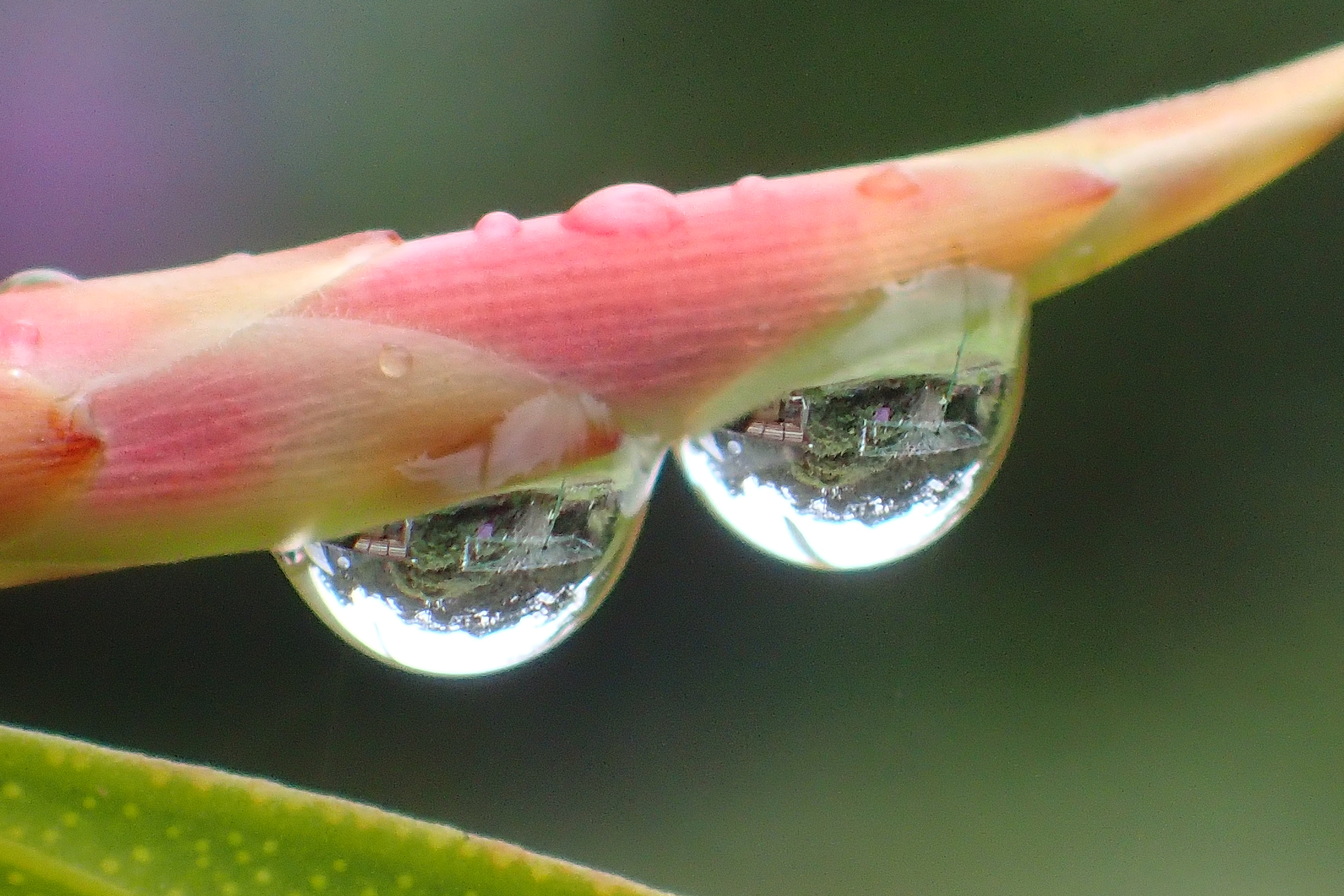 macro, photography, dew, nature, water, 4K, clothesline, two, flower, close up photography, droplets, close, close-up, green Color, drop, dewdrops, pink, HD Wallpaper