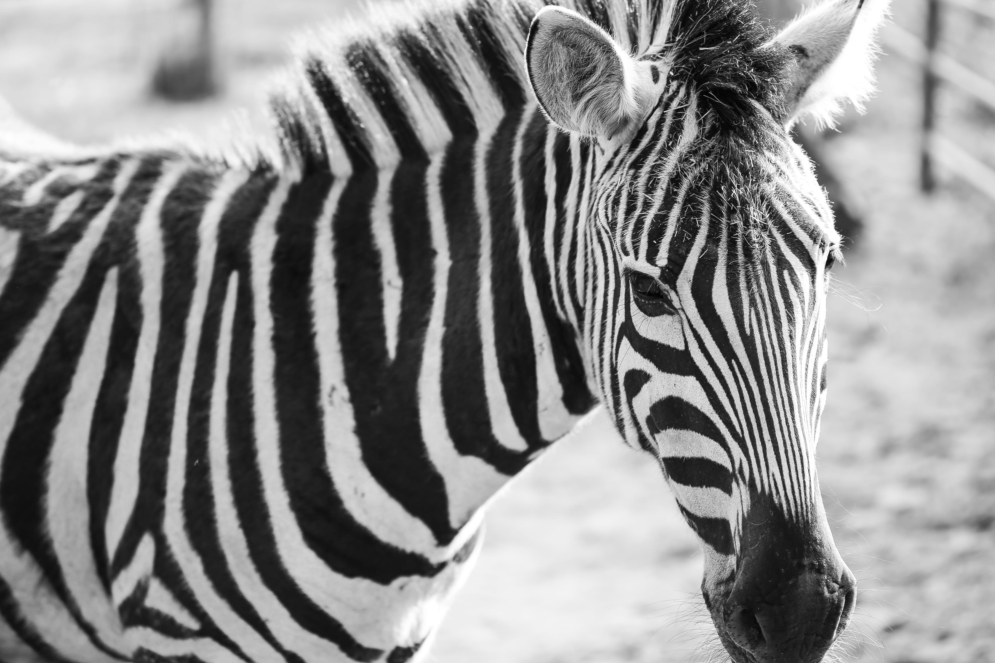 herbivorous, horse Family, day, wildlife, animals In The Wild, zoo, animal themes, animal wildlife, White, animal head, Zebra, striped, safari, africa, HD Wallpaper