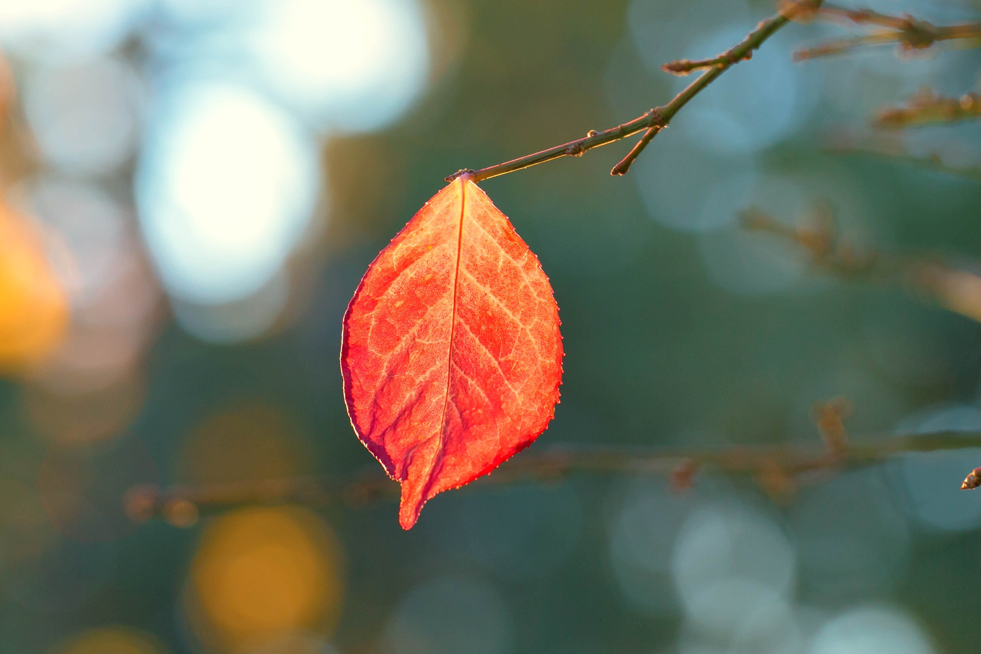 plant, leaf, branch, autumn leaf, autumn, season, bokeh, yellow, forest, outdoors, focus, selective, Denver Botanic Gardens, Last One, fall, 2K, Colorado, HD Wallpaper