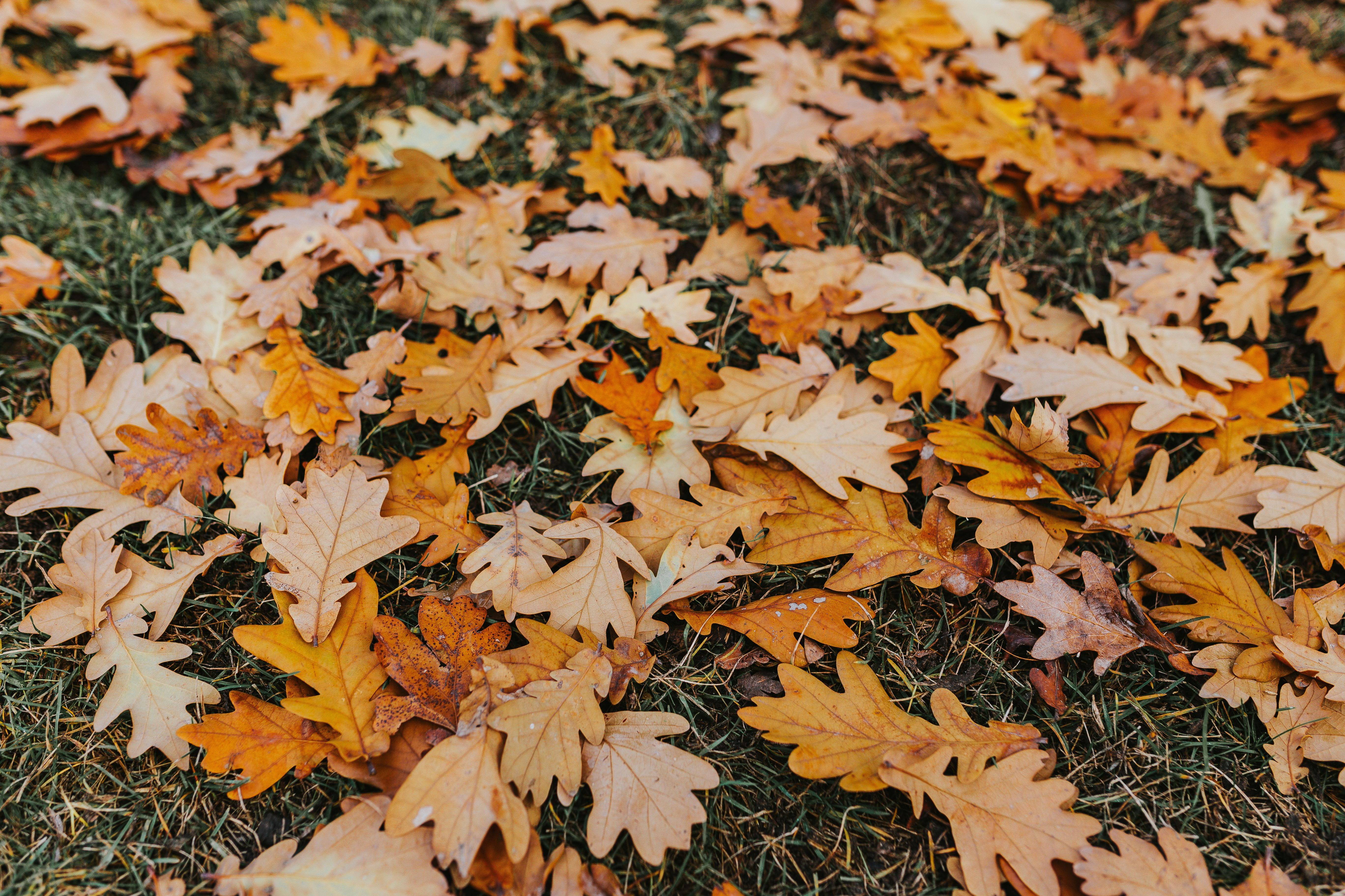 park - Man Made Space, color Image, day, leaves, brown, plant, dogs, falling, field, fragility, outdoors, maple leaf, walk, close-up, change, high angle view, HD Wallpaper