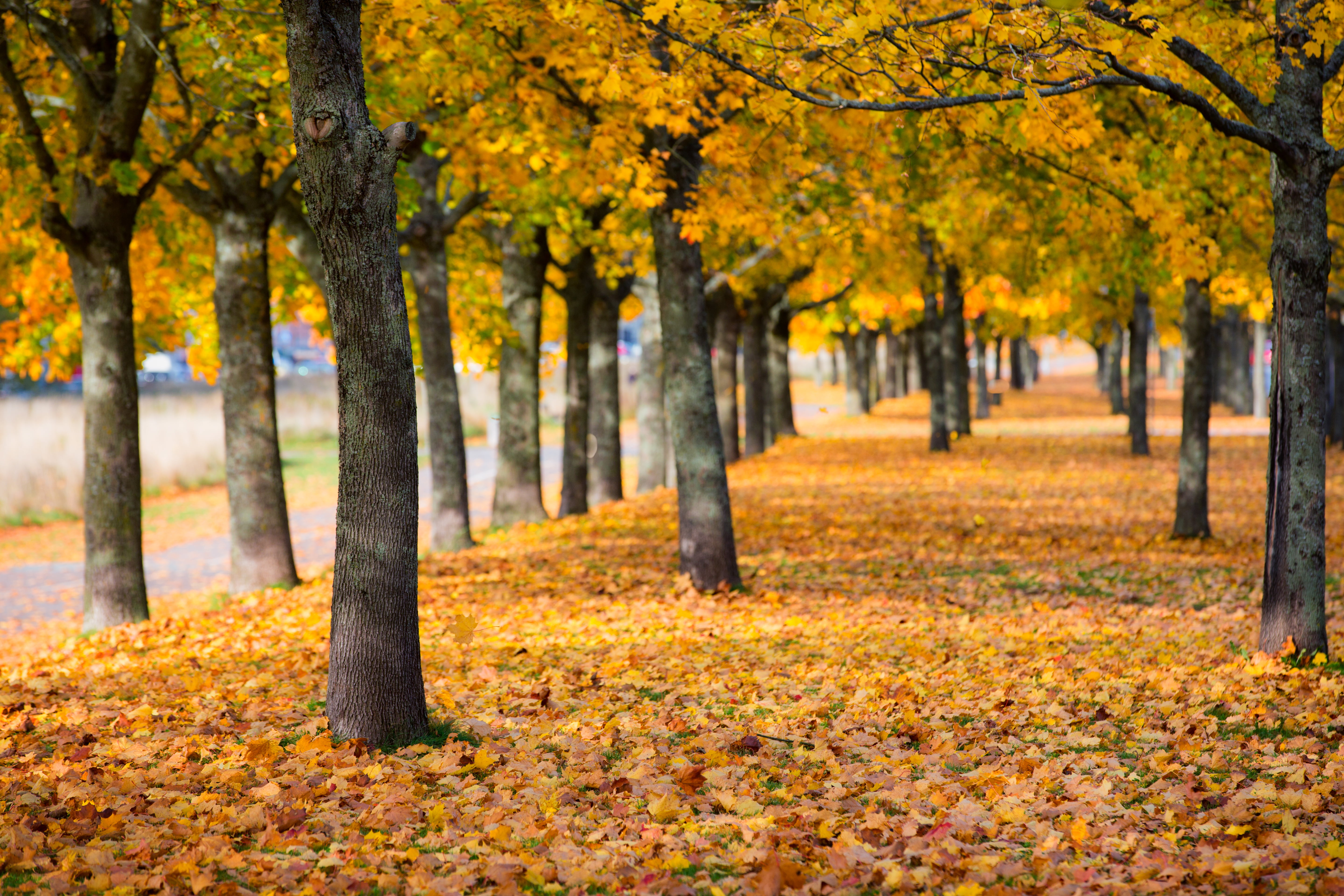 Row, orange Color, yellow, vibrant Color, Sweden, 5K, park - Man Made Space, backe, forest, Sverige, landscape photography, landscape, red, maple Tree, HD Wallpaper