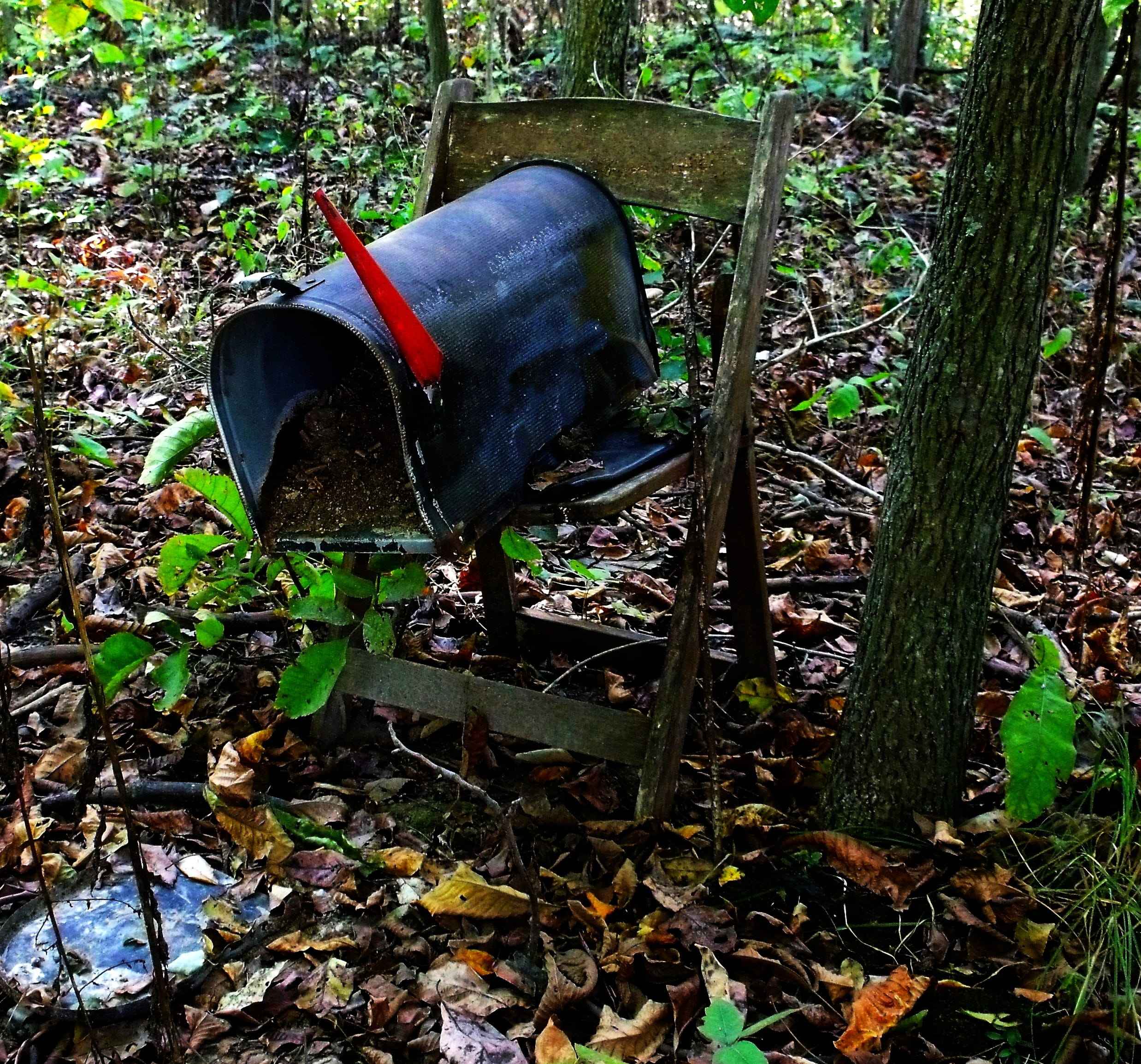 letterbox, Mailbox, animal themes, Scrap, outdoors, land, high angle view, no people, day, forest, plant part, tree, animal, growth, one animal, obsolete, HD Wallpaper