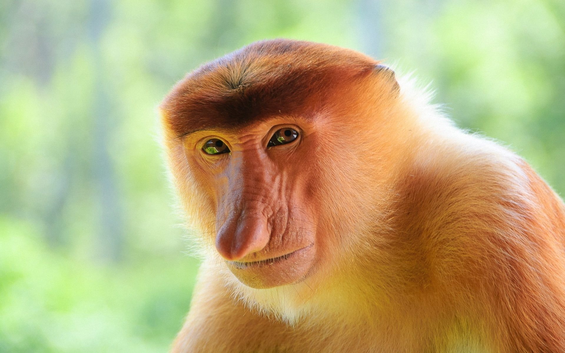 Monkey, 1080P, Proboscis, close, HD Wallpaper
