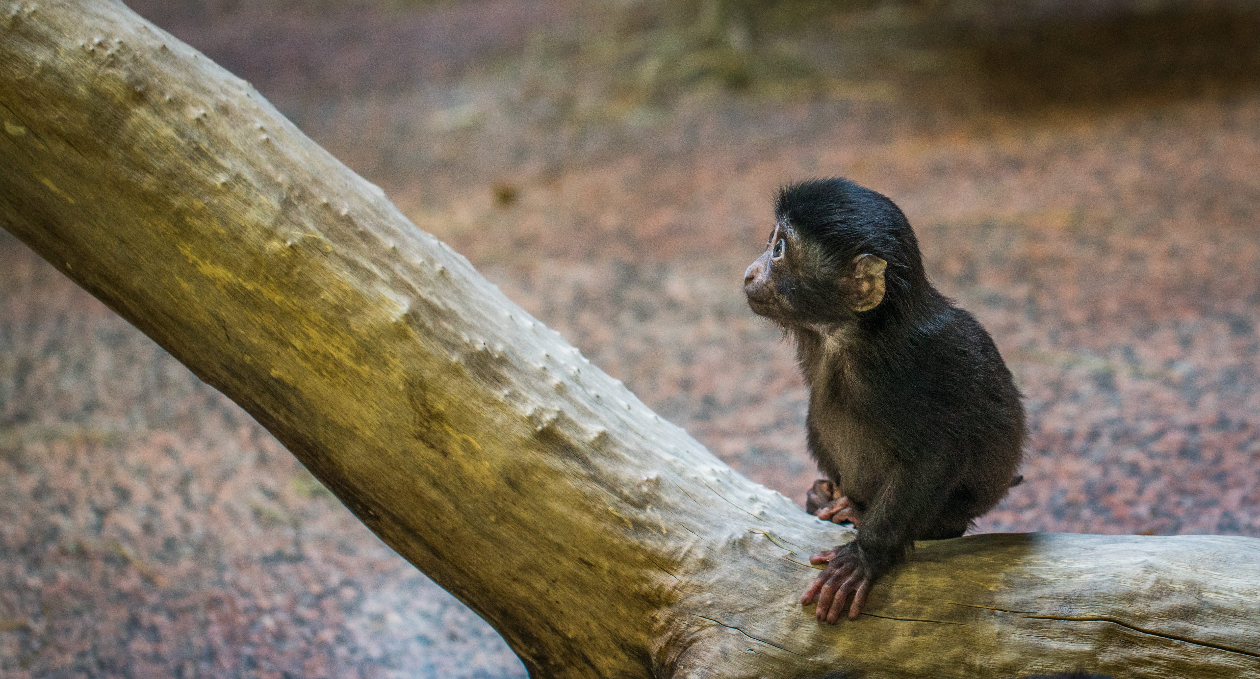 macaque, little, fur, daylight, wild, no people, baboon, vertebrate, wildlife, outdoors, sitting, hairy, close-up, 4K, tree branch, mammal, brown, animal, HD Wallpaper