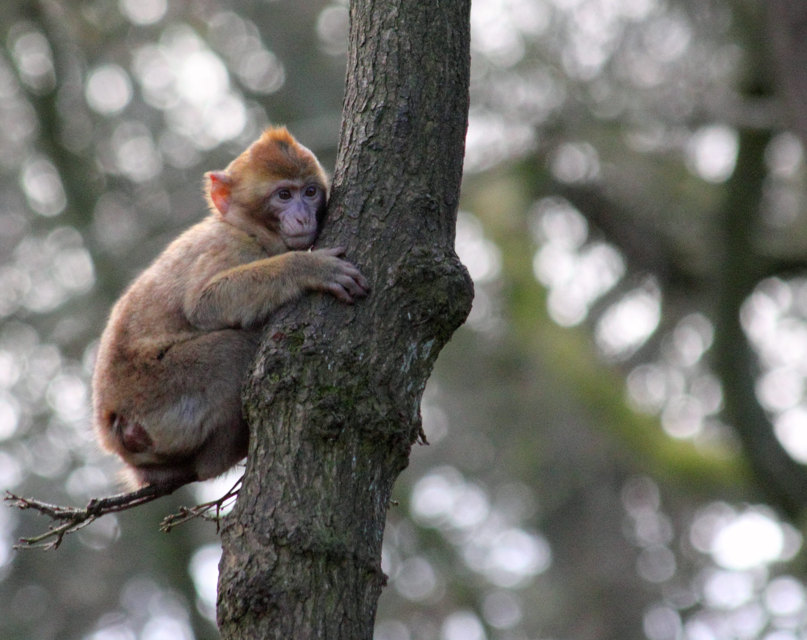 animal themes, tail, portrait, young, no people, primate, juvenile, trunk, 2K, brown, branch, tree trunk, animal wildlife, macaque, wild, green, focus on foreground, HD Wallpaper