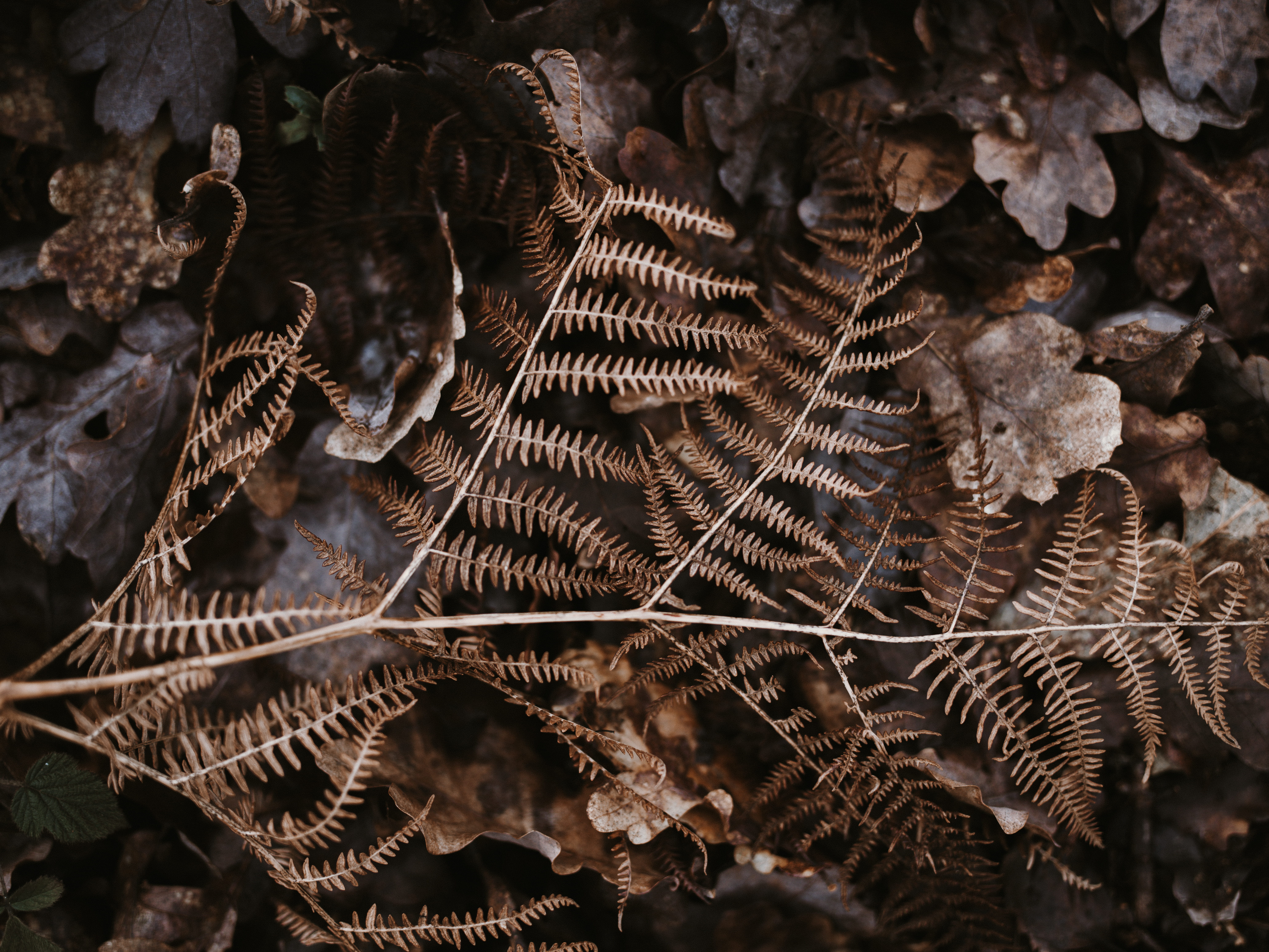 full frame, fashion, ct scan, focus on foreground, selective focus, skeleton, fragility, lace, blossom, dried, texture, spider web, flower, dry, pattern, HD Wallpaper