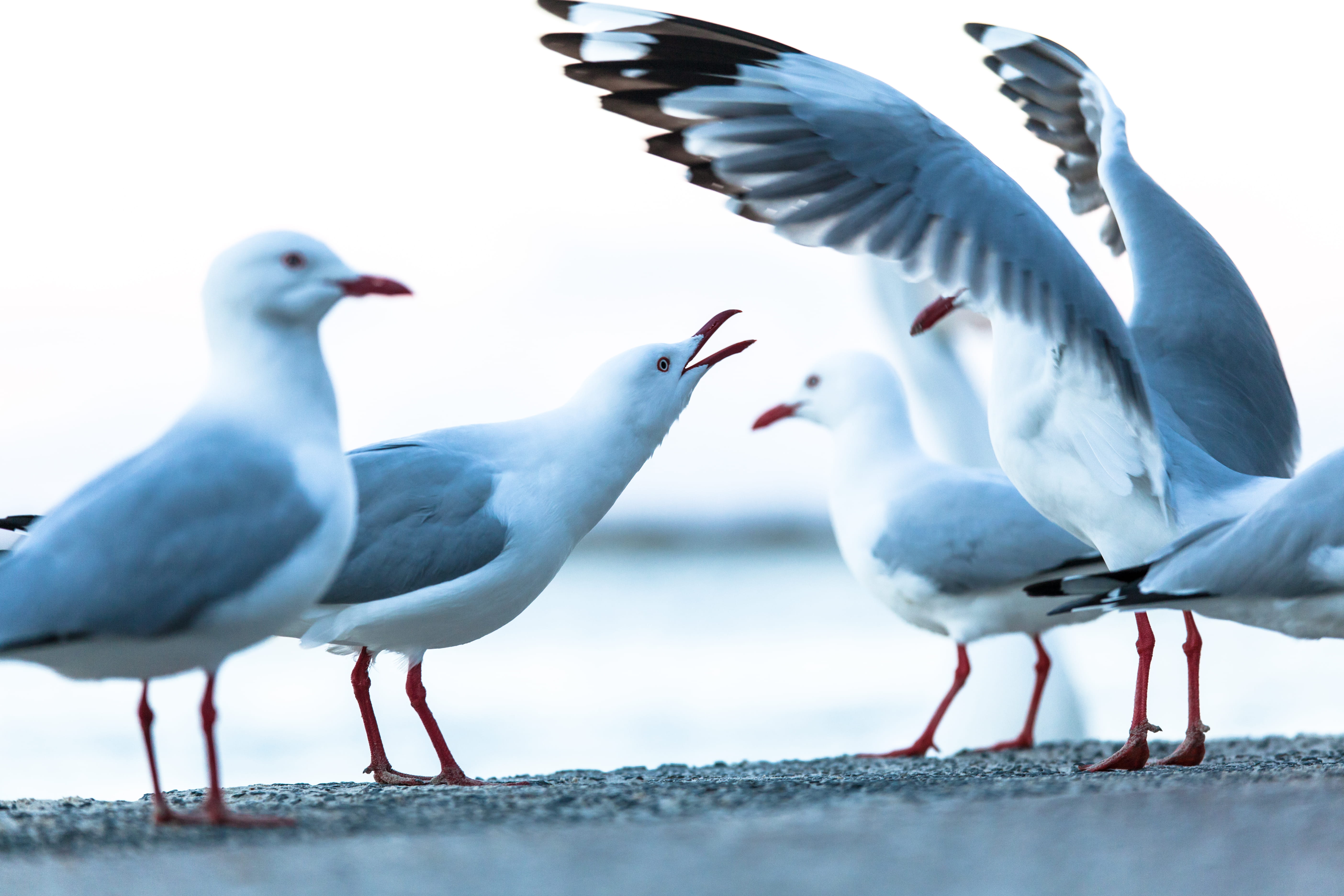 vertebrate, sand, seagull, magpie, beach, sea, animal, labrador, pigeon, white color, ocean, ct scan, gray, wing, animal wildlife, snow, dove, HD Wallpaper
