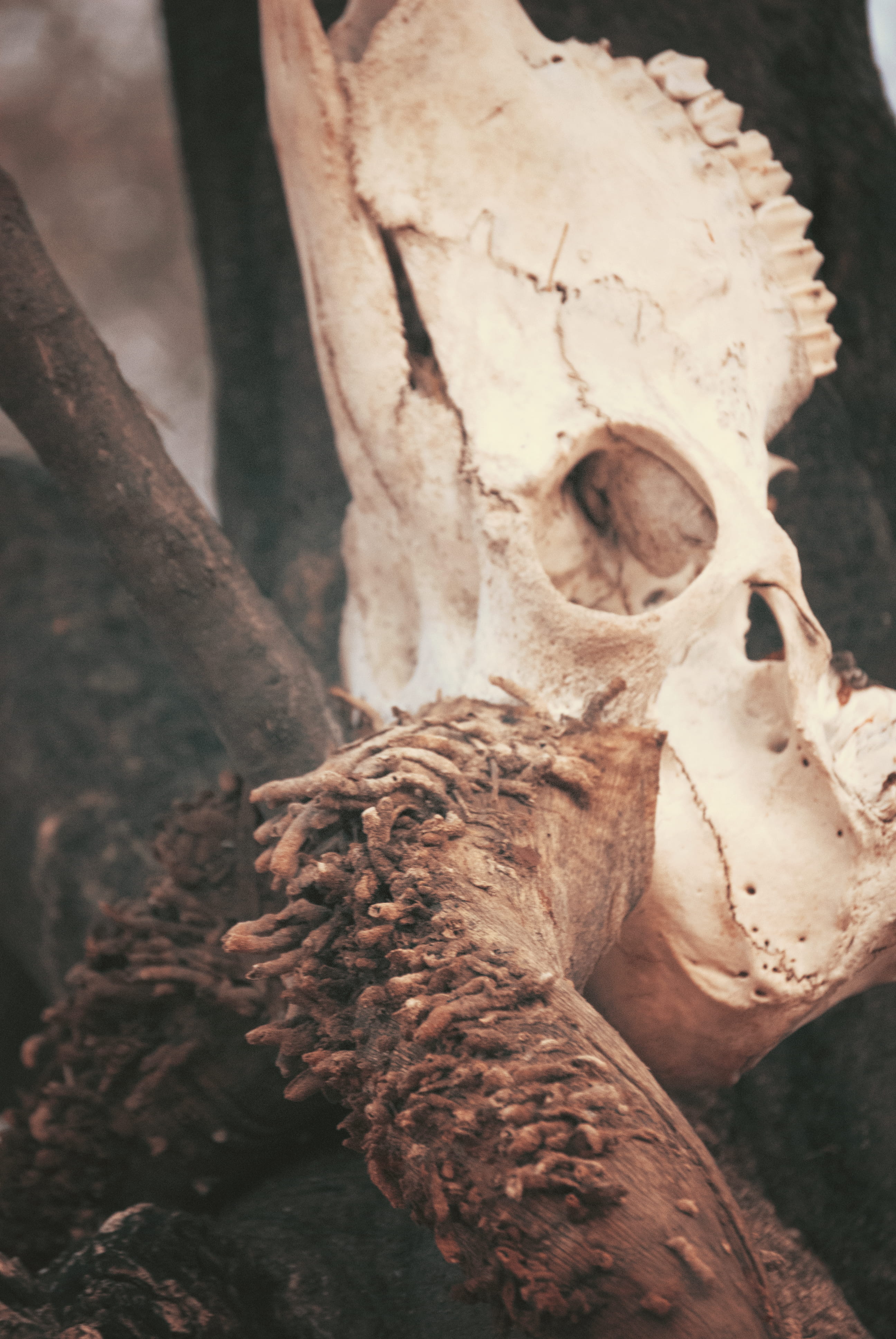 4K, hole, skeleton, leopard, tree, horned, jaguar, outdoors, animal head, animal, fowl, animal body part, animal bone, bird, x-ray, nature, mammal, body part, Phone HD Wallpaper