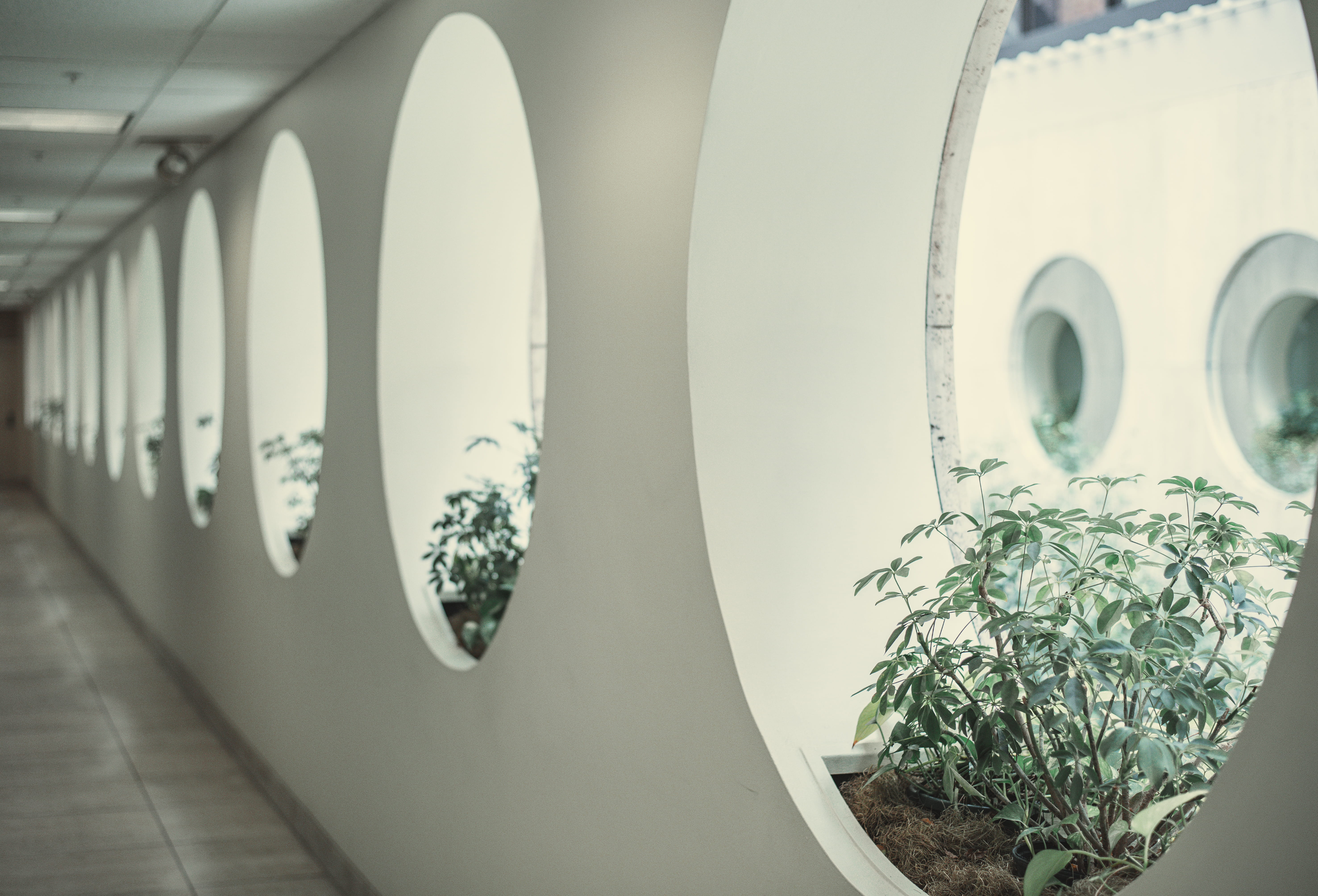 x-ray, pottery, leafed, floral design, ct scan, circle, green, ceiling, fisheye, building, focus on foreground, potted plant, built structure, cubicles, HD Wallpaper