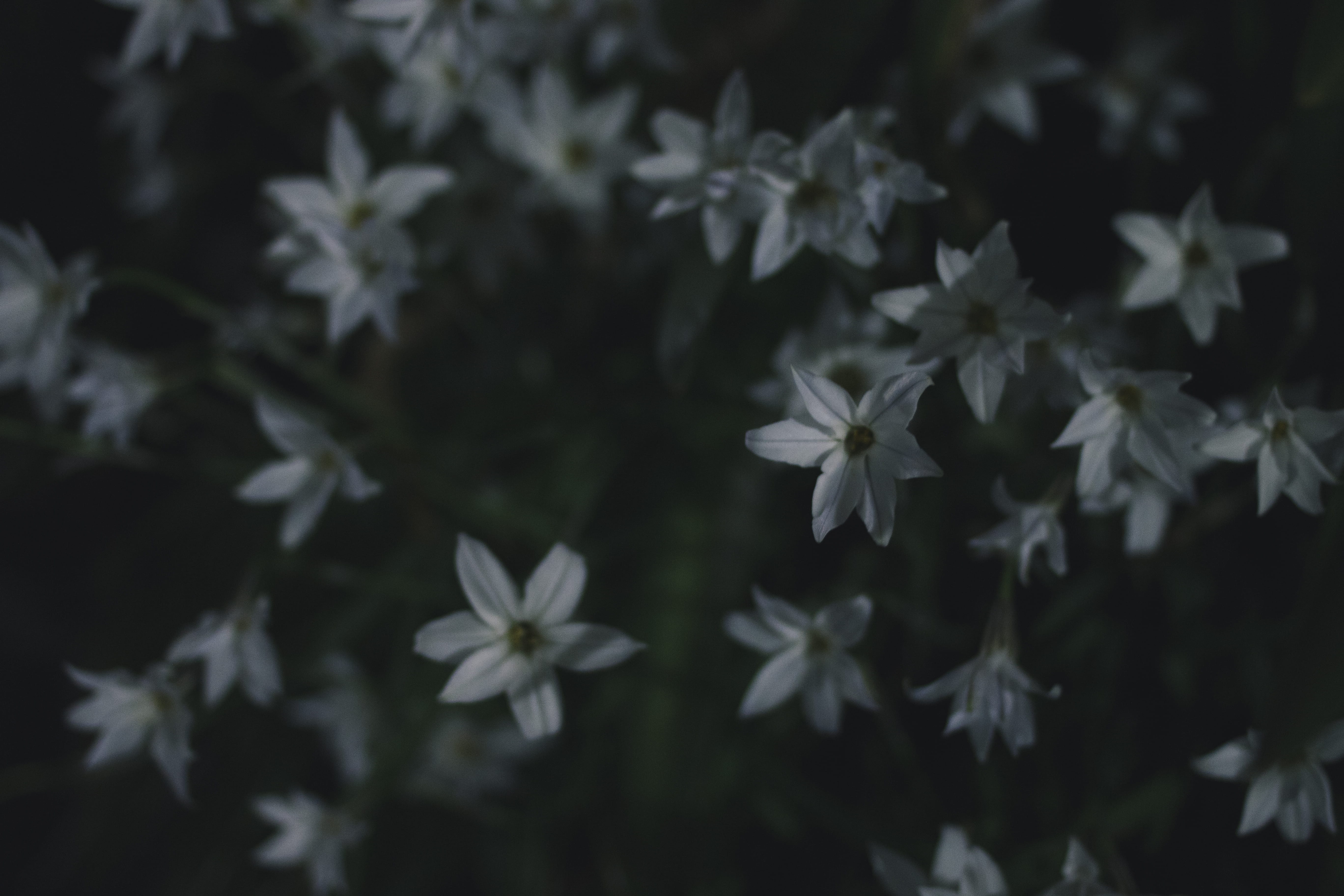 bellflowers, focus on foreground, naight, fragility, day, flower head, flowers, petal, flowering plant, freshness, harajuku, 5K, beauty in nature, selective focus, HD Wallpaper