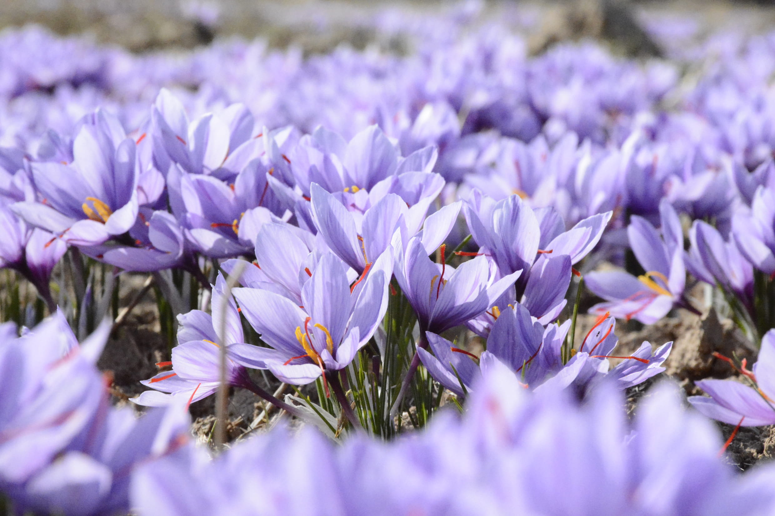 selective focus, close-up, inflorescence, photo, plant, fragility, flower, Mohammad / Iran, beauty In Nature, growth, Amiri, field, 1080P, flowerbed, crocus, HD Wallpaper