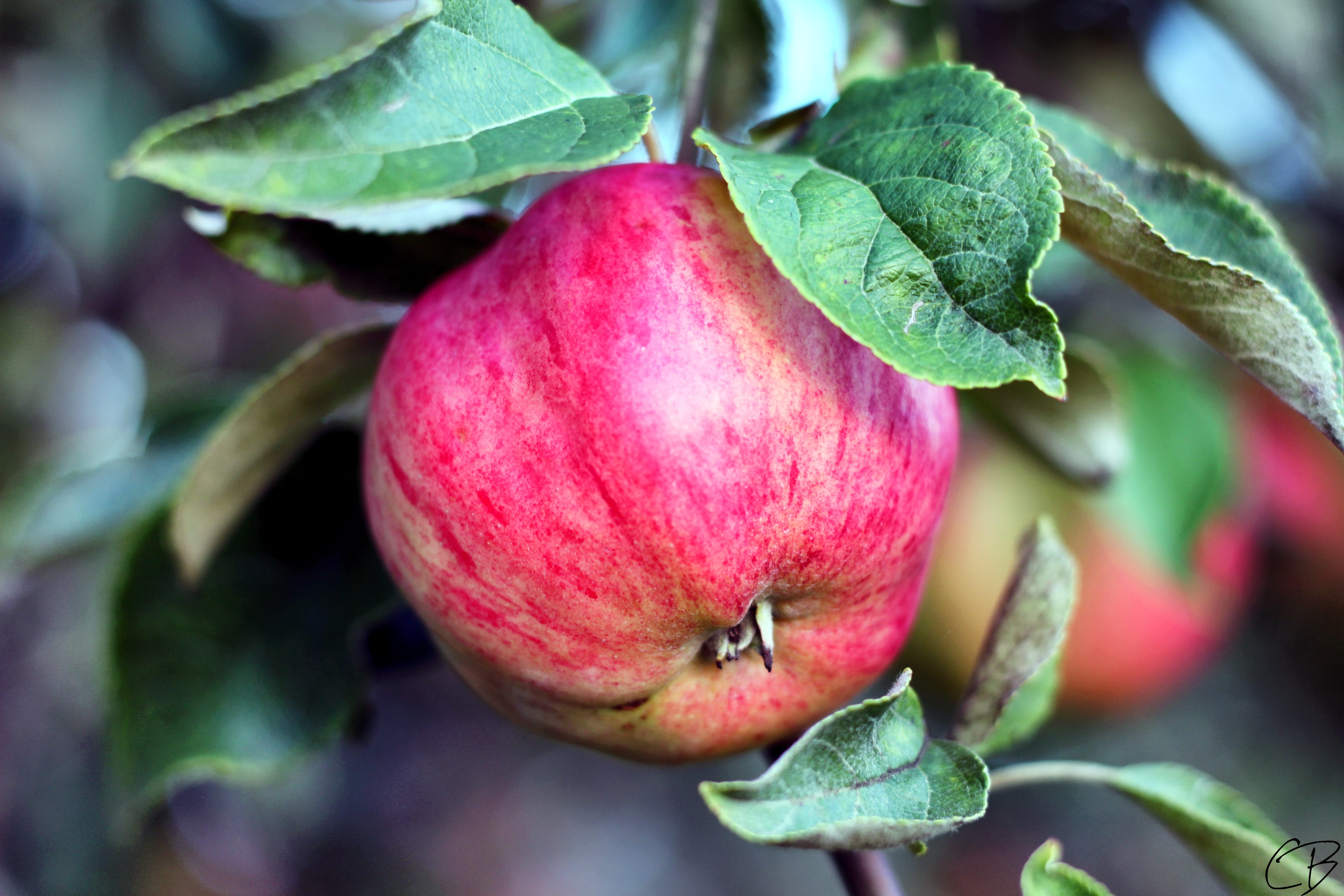 green apple, gardening, delicious, fruit, close-up, leaf, freshness, 5K, fall, wellbeing, selective focus, plant, tree, harvest, healthy, growth, picking, HD Wallpaper
