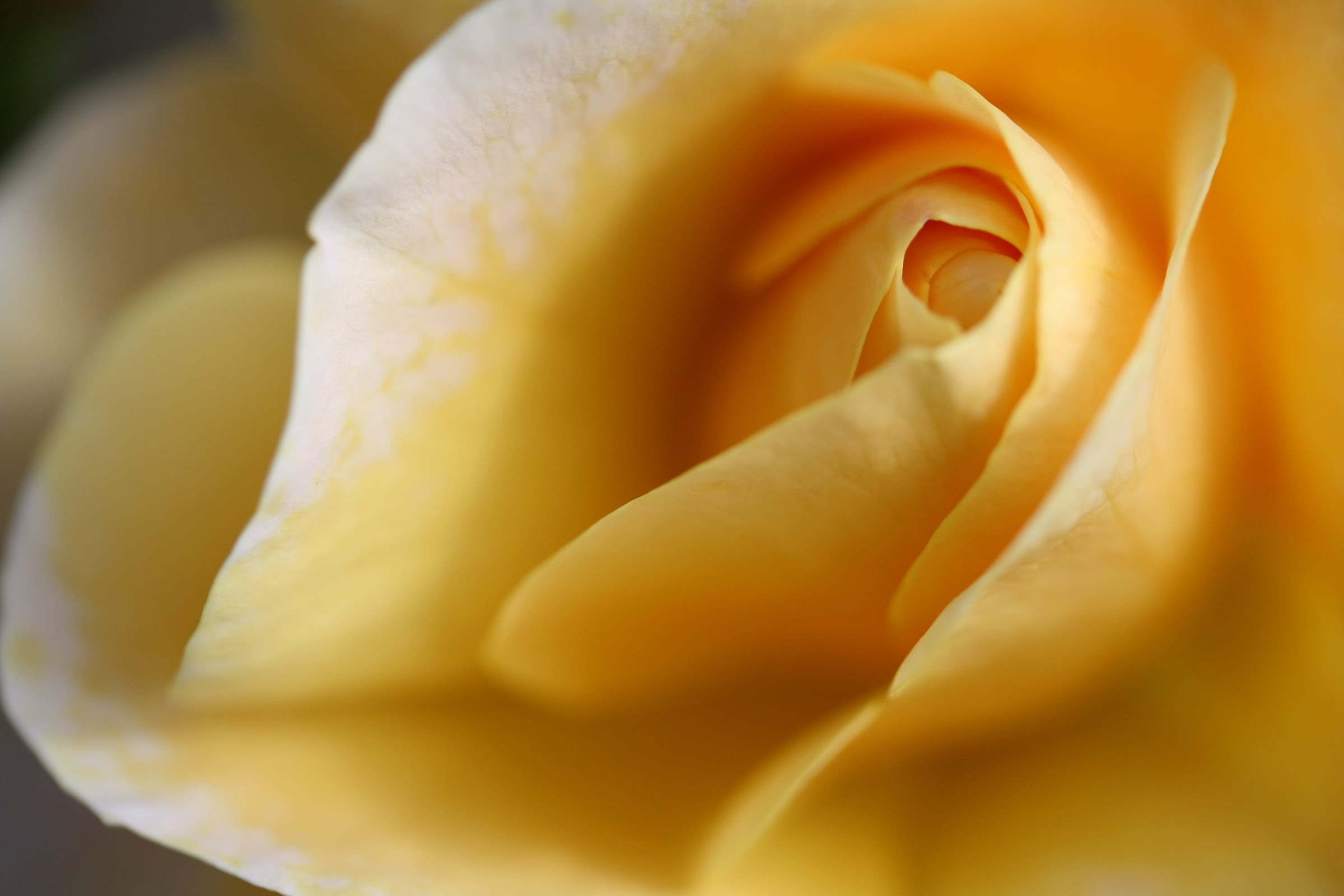 freshness, left, petal, no people, close-up, person, s, inflorescence, yellow, 1080P, rose, plants, hand, outdoors, plant, vulnerability, fragility, flower, HD Wallpaper