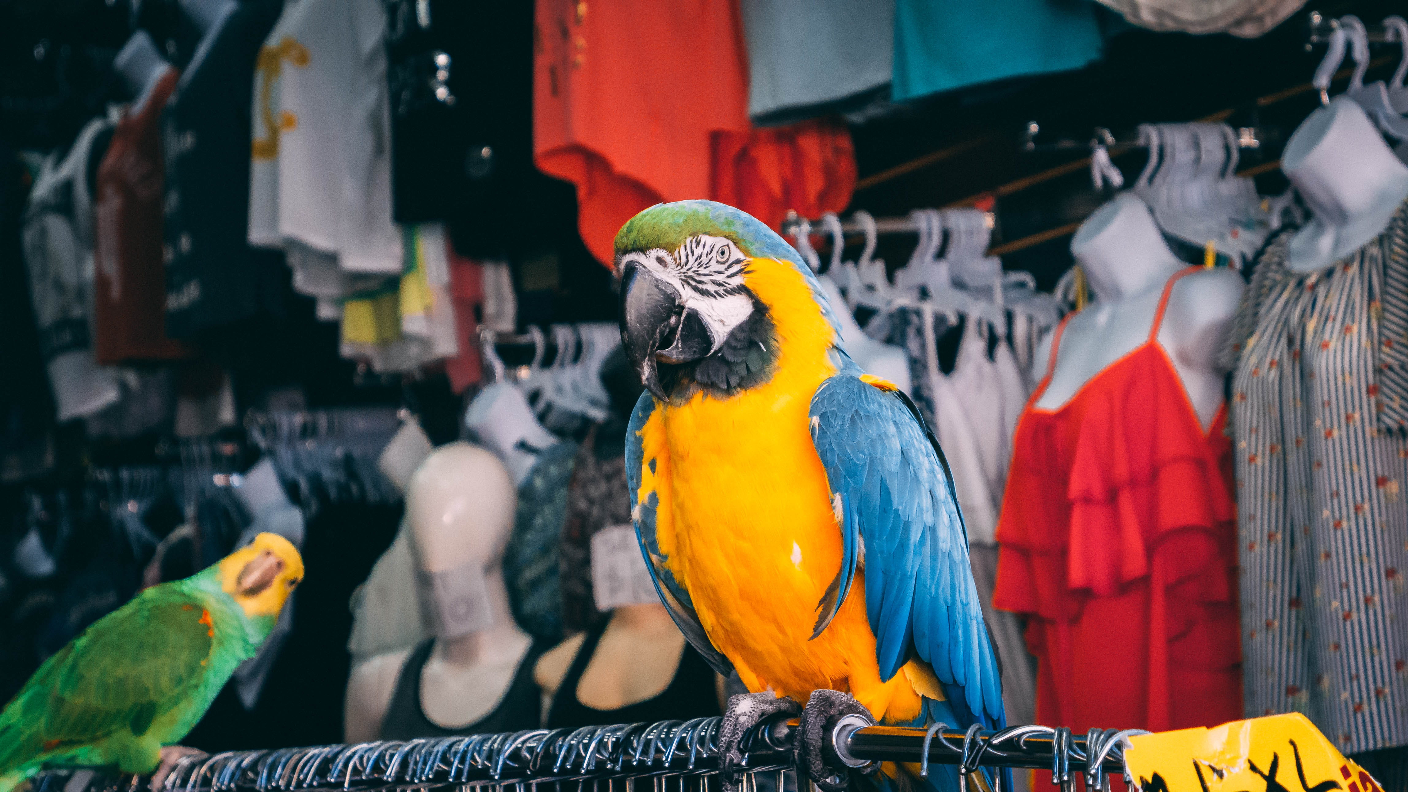 animal themes, outdoors, vertebrate, yellow, bluebird, animal wildlife, gold and blue macaw, fowl, multi colored, blue, animals in captivity, poultry, chicken, HD Wallpaper