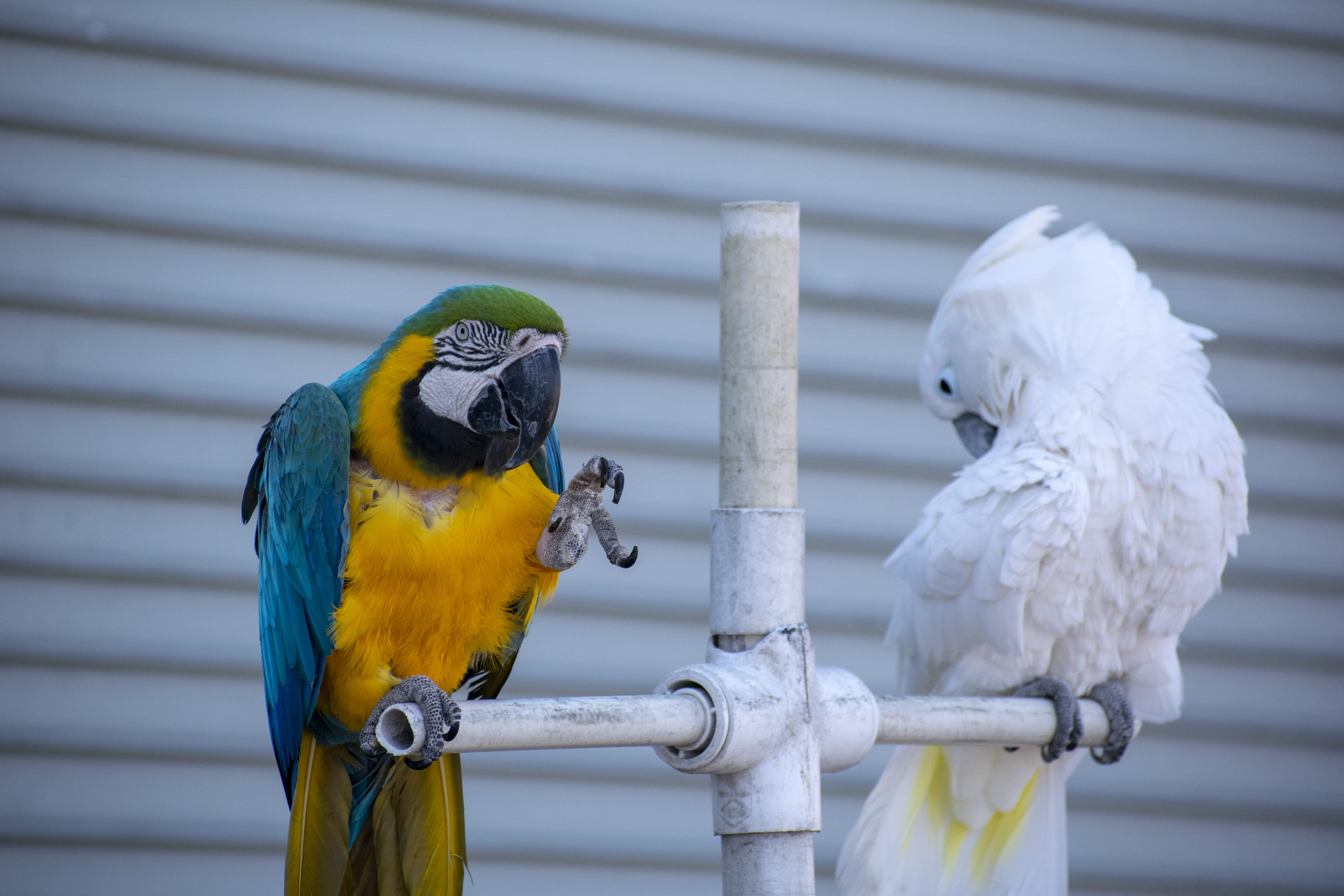focus on foreground, two animals, day, animal wildlife, perching, parrot, animal, pet, yellow, african grey parrot, wood - material, close-up, vertebrate, HD Wallpaper
