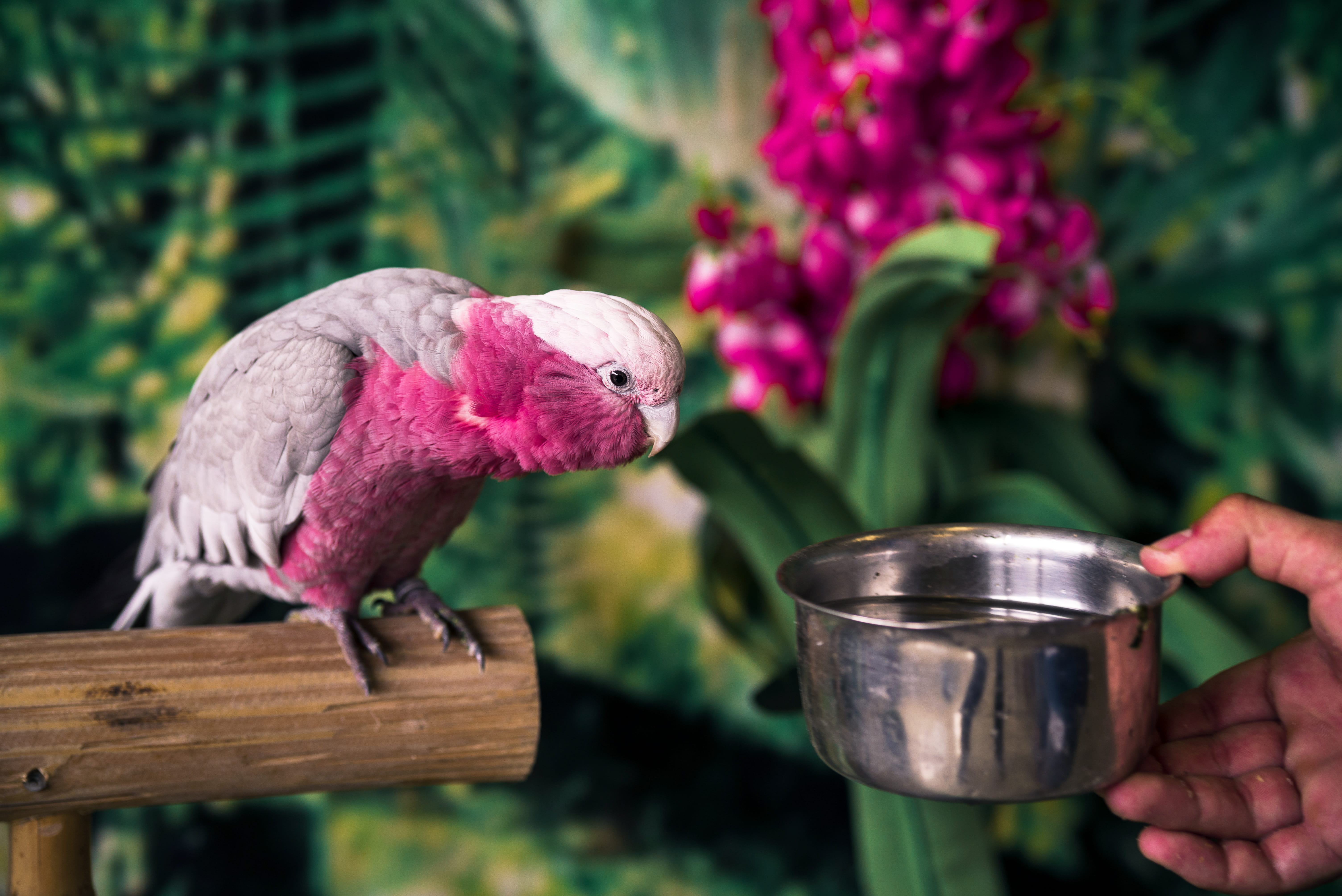 human, wood - material, people, vegetation, african grey parrot, tree, bush, outdoors, human hand, hand, day, parrot, beak, plant, close-up, flower, pet, HD Wallpaper