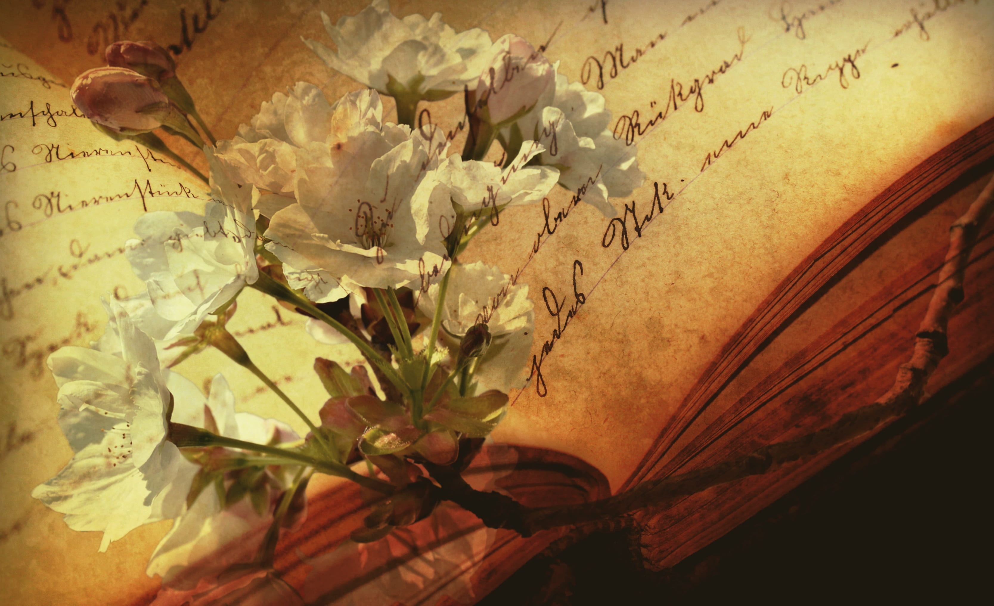 still life, top, antiquarian, close-up, read, nature, flower arrangement, historically, opened, pitched, leaf, vulnerability, plant, words, book pages, HD Wallpaper