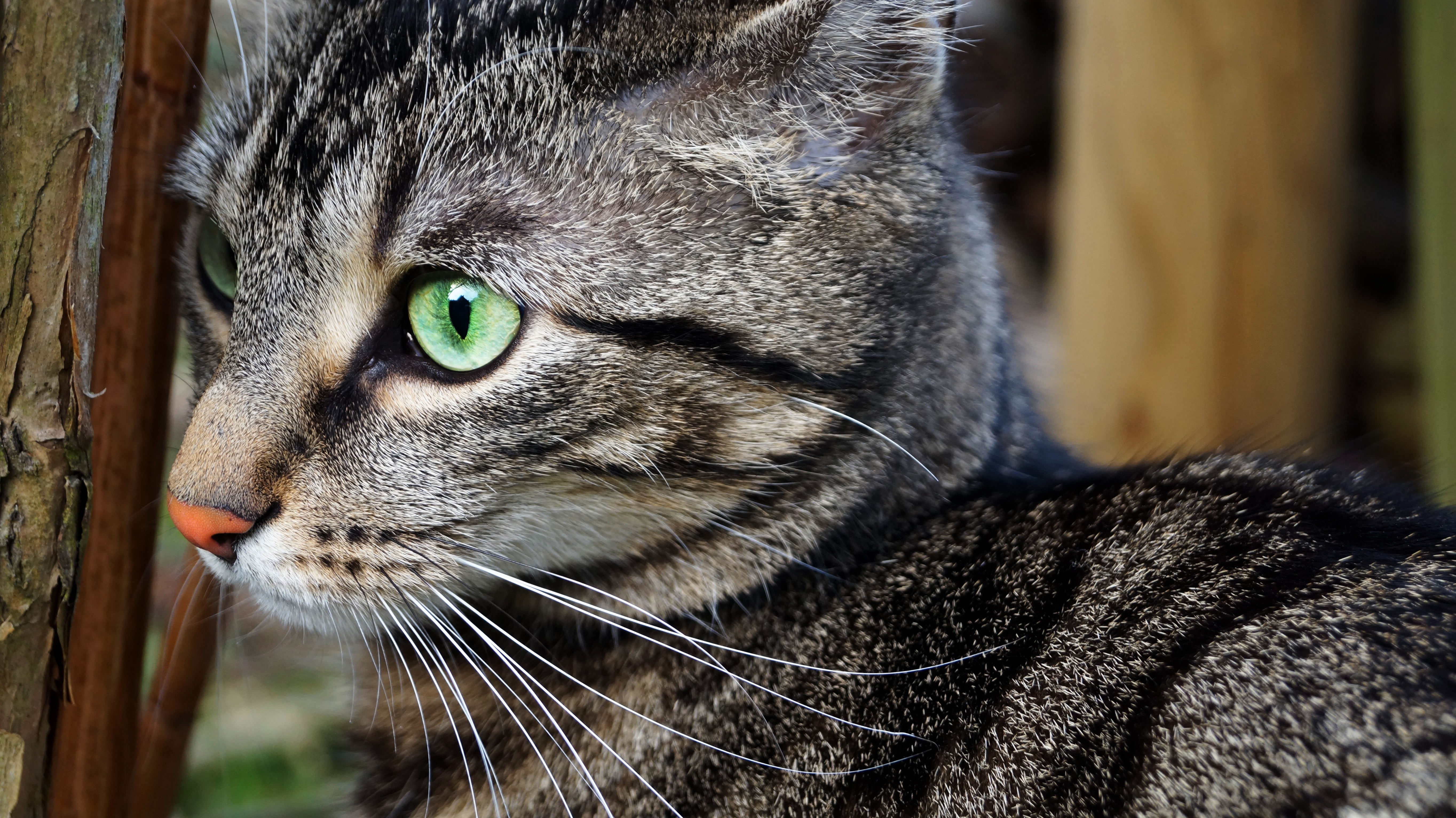 one animal, domestic animals, right, landscape, pets, feline, looking away, animal body part, focus on foreground, domestic cat, whisker, green eyes, animal, HD Wallpaper