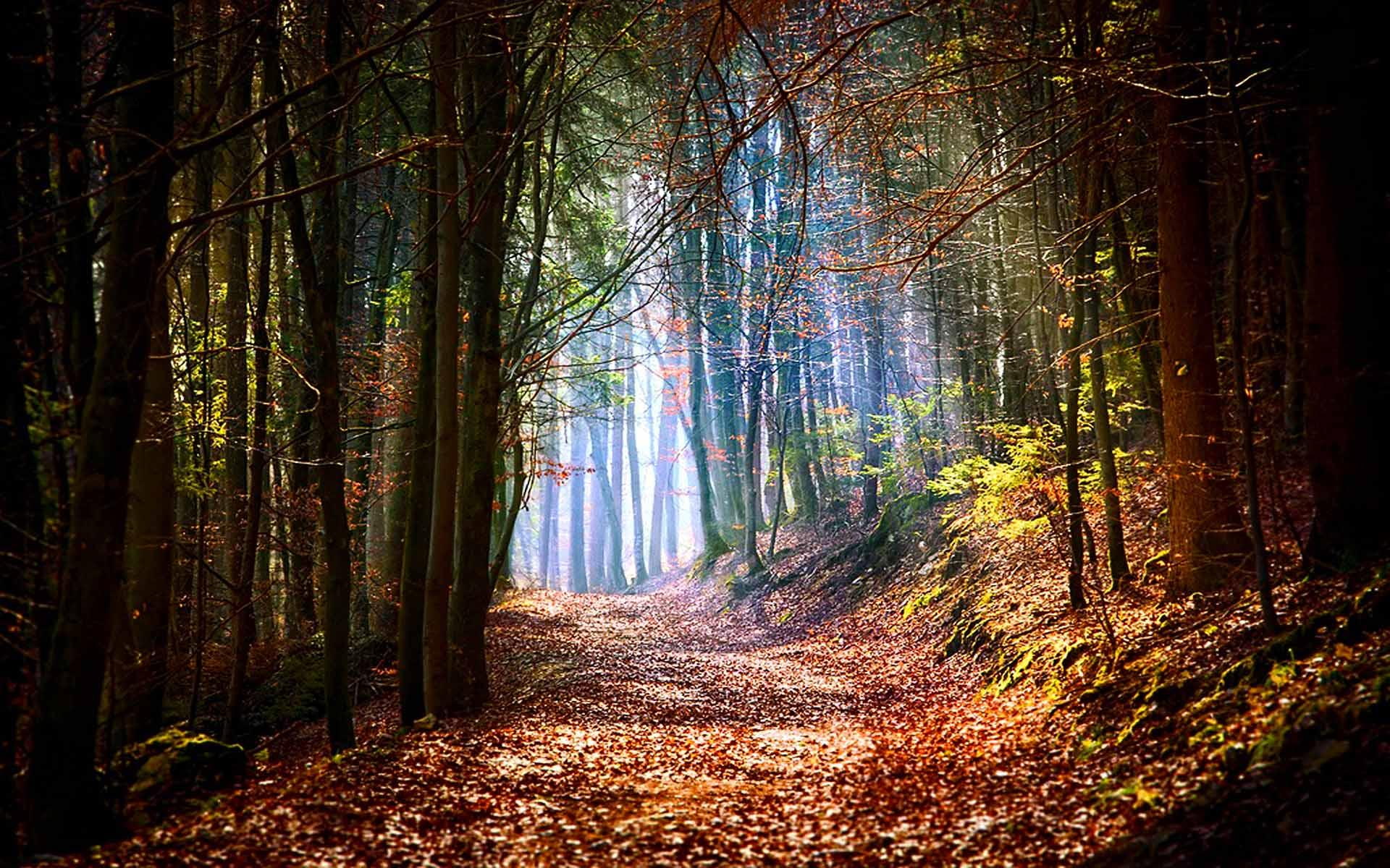 3d and abstract, right, mountain, path, light, forest, 1080P, trees, rocks, HD Wallpaper
