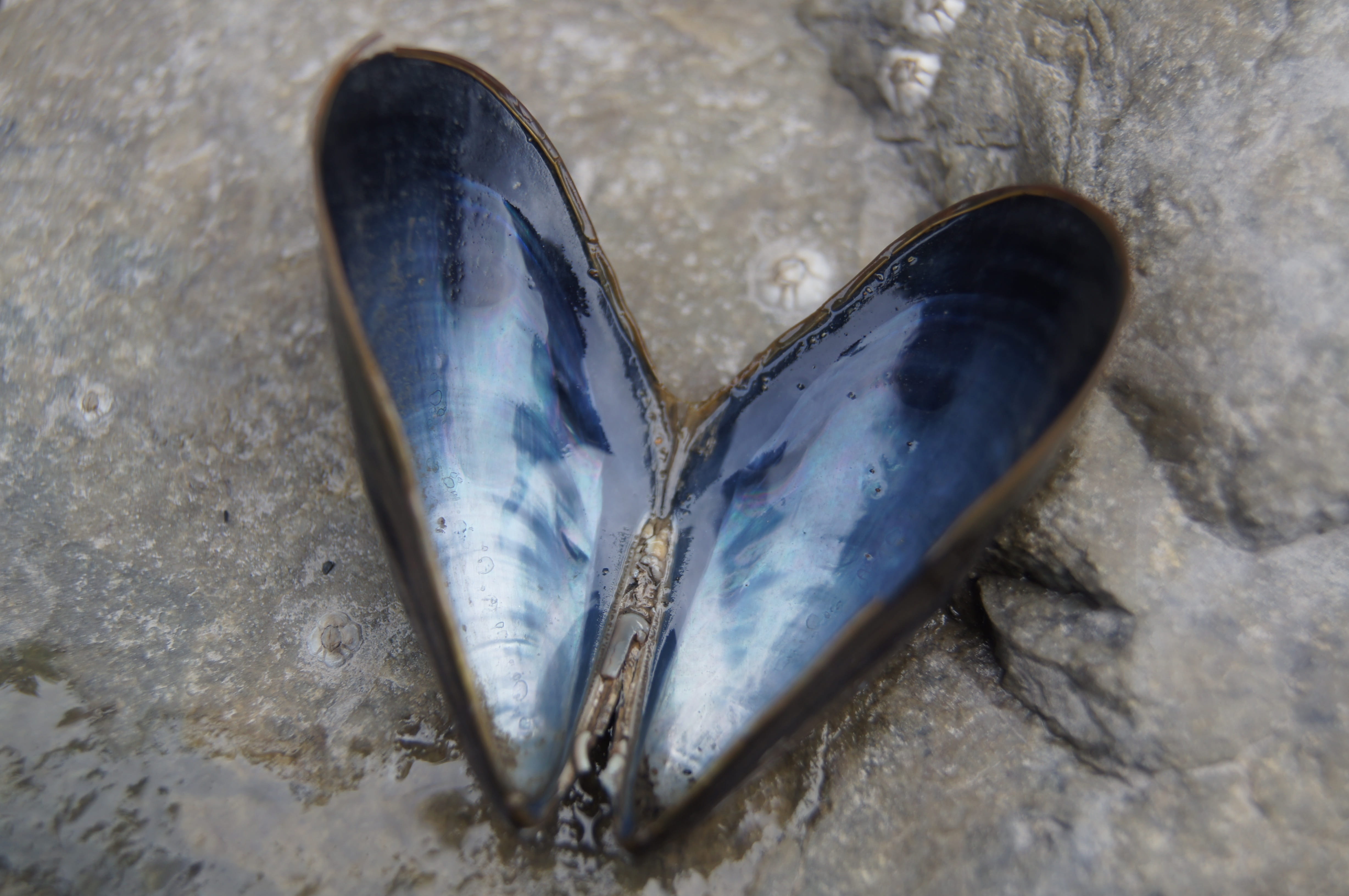 natural, shoe, blue, water, shore, animal themes, black, symbol, directly above, vacation, still life, valentine, land, vertebrate, outdoor, seashell, nature, HD Wallpaper