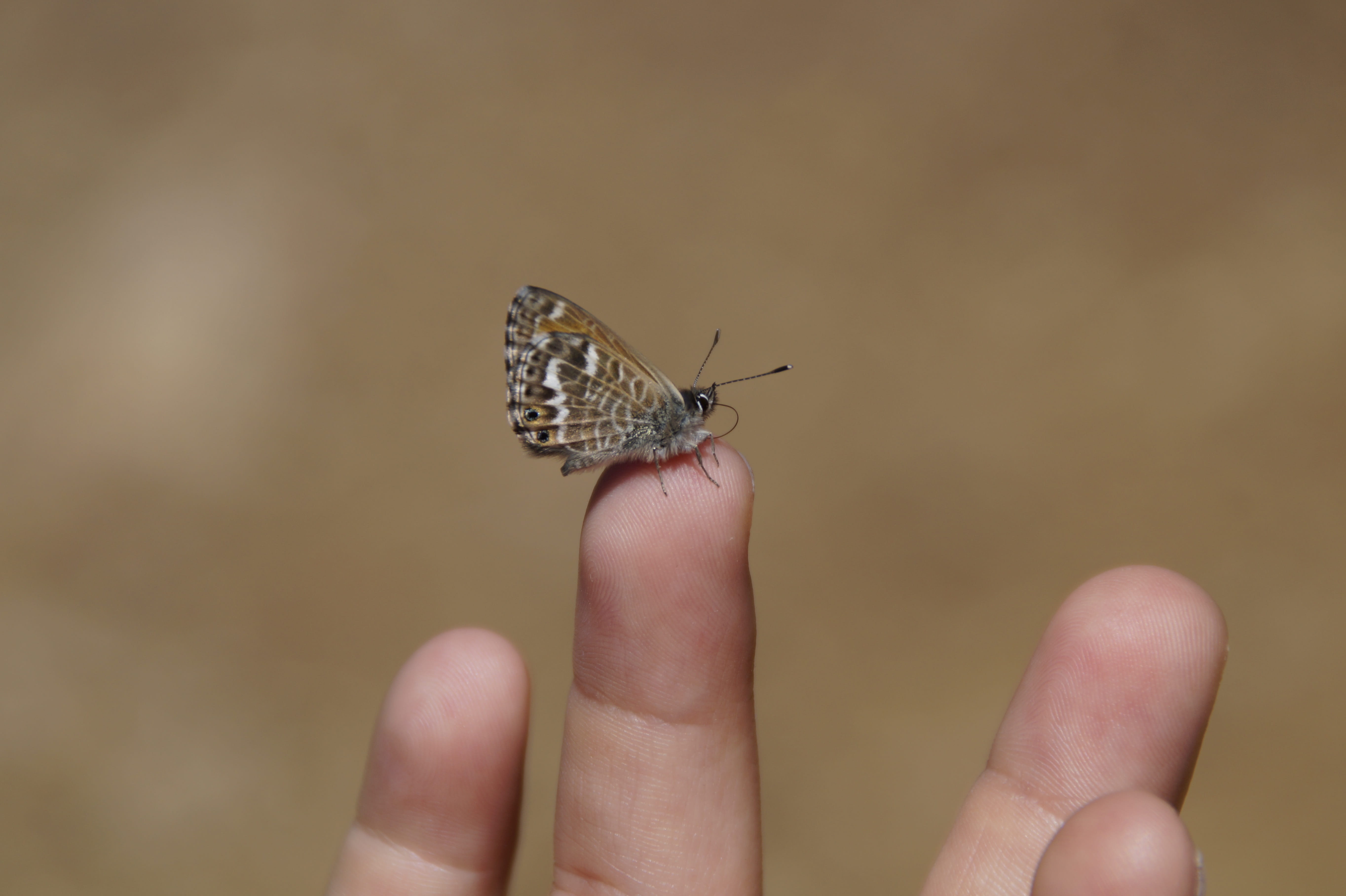 tiny, finger, human body part, Courageous, animal themes, rest, close-up, human finger, s, human limb, person, real people, 5K, dom, trust, black, nail, HD Wallpaper