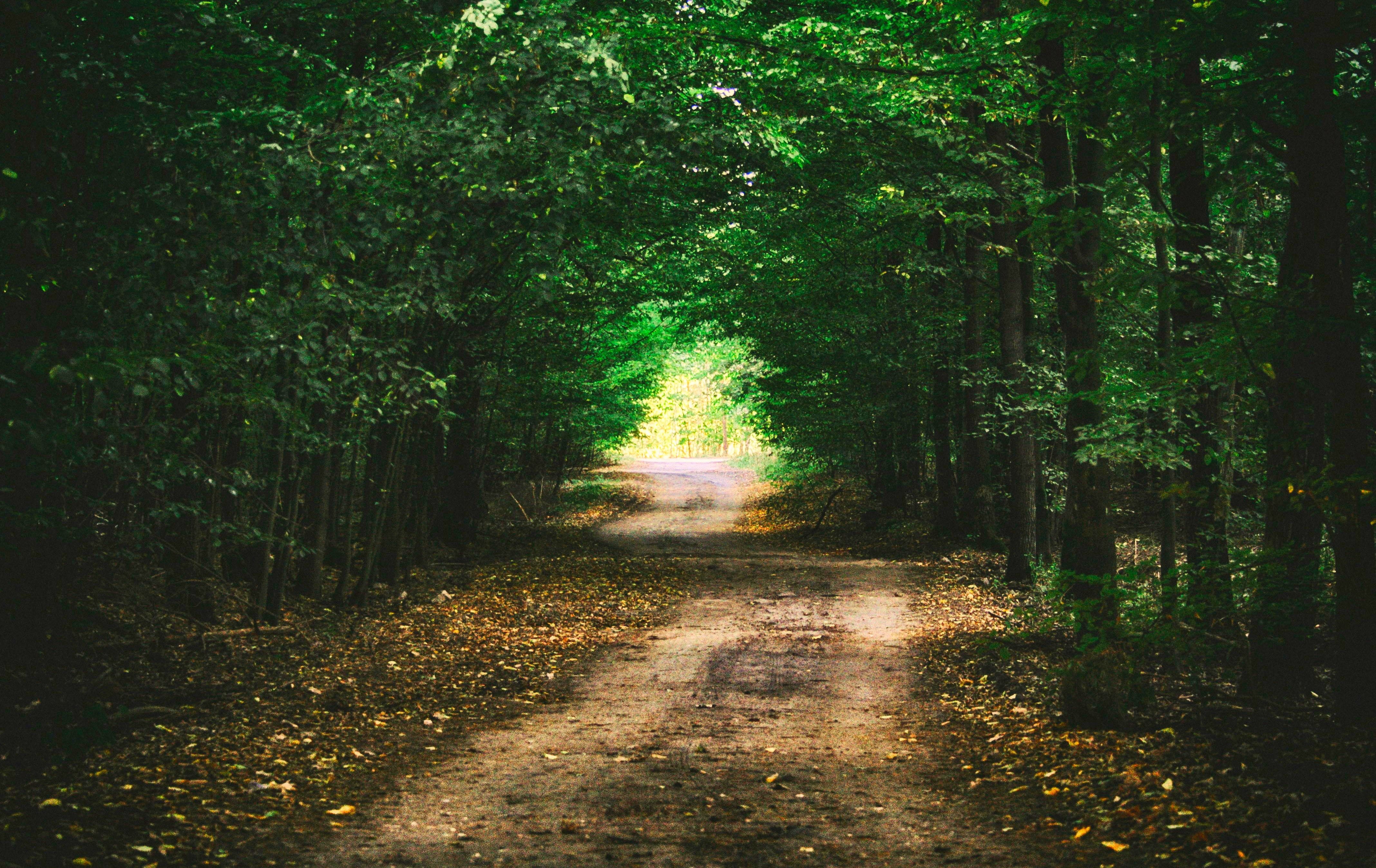 beauty in nature, treelined, spacer, tranquility, plant, road, 4K, land, green color, the way forward, direction, scenics - nature, tree, the environment, HD Wallpaper
