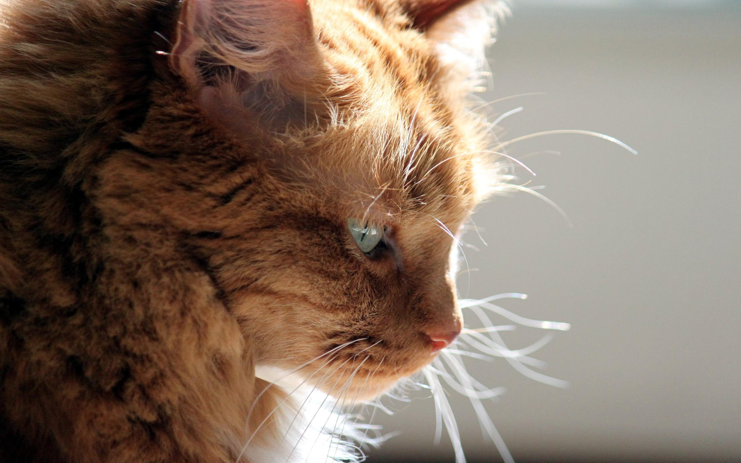 thoughtful, 2K, photography, animal, animals, orange, HD Wallpaper