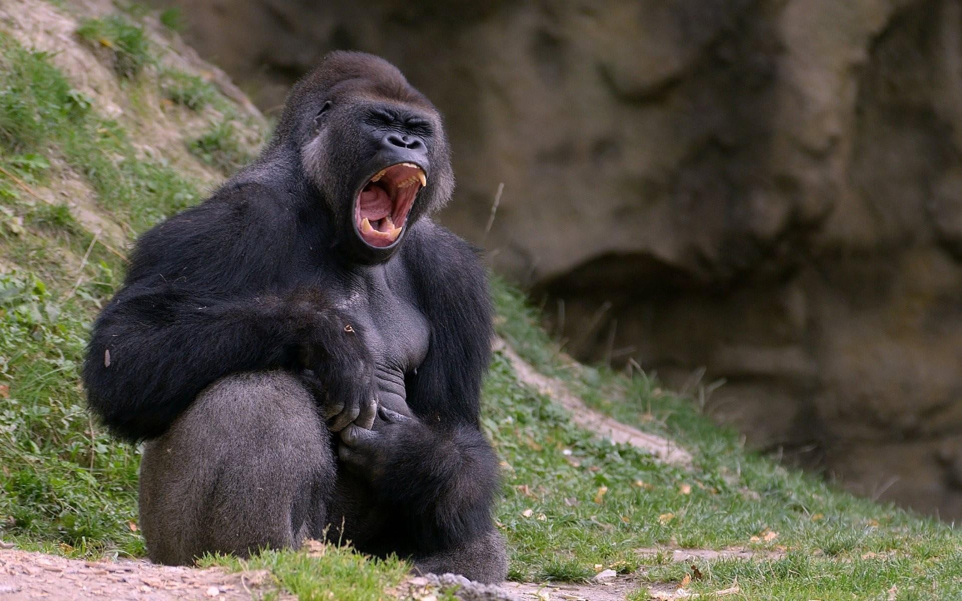black, 1080P, gorilla, monkey, HD Wallpaper