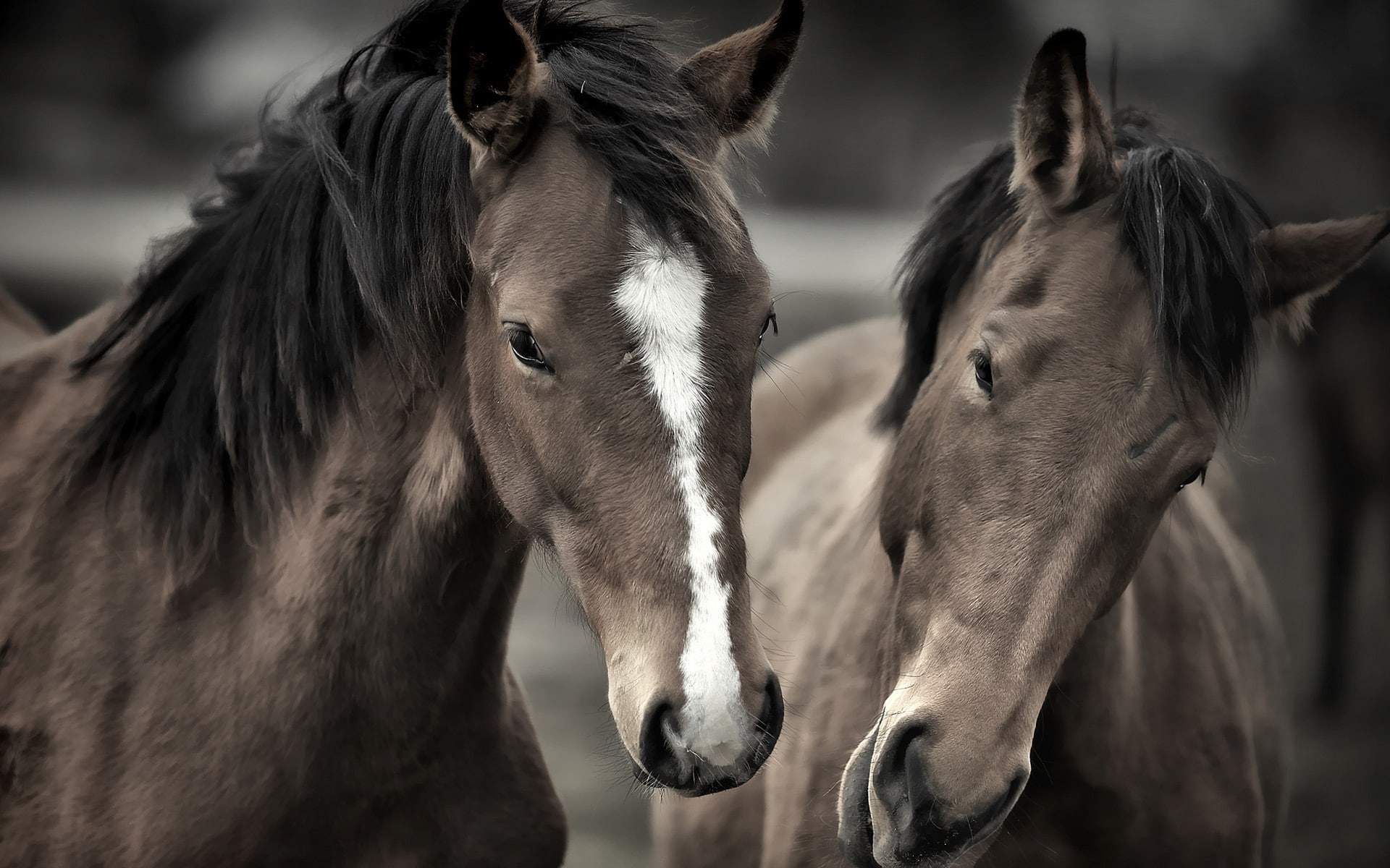 Two, Face, Horses, 1080P, HD Wallpaper