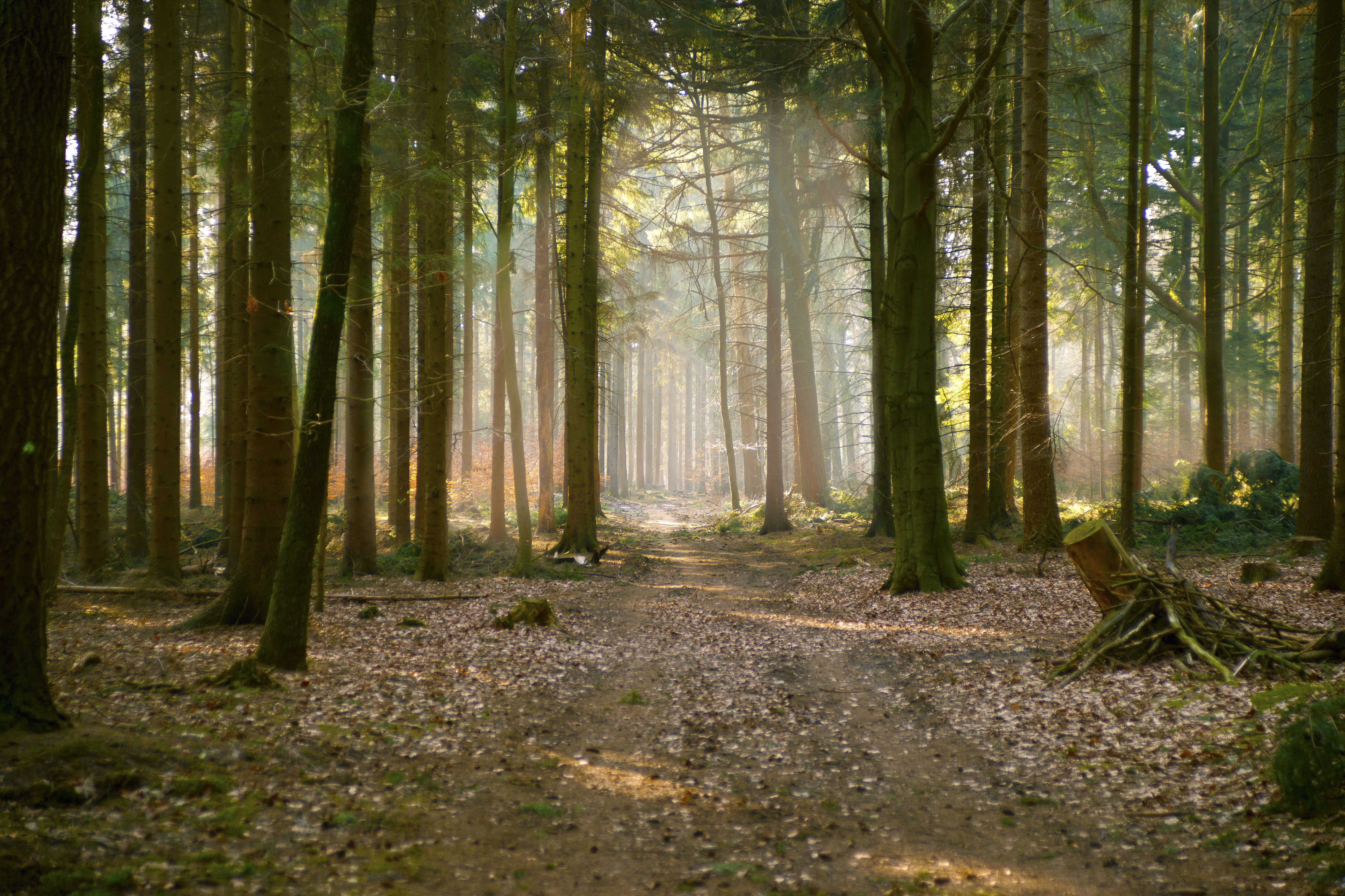 no people, scenics - nature, nebellandschaft, idyllic, landscape, black forest, 5K, mood, back light, tree trunk, beauty in nature, morning, sunbeam, autumn, HD Wallpaper