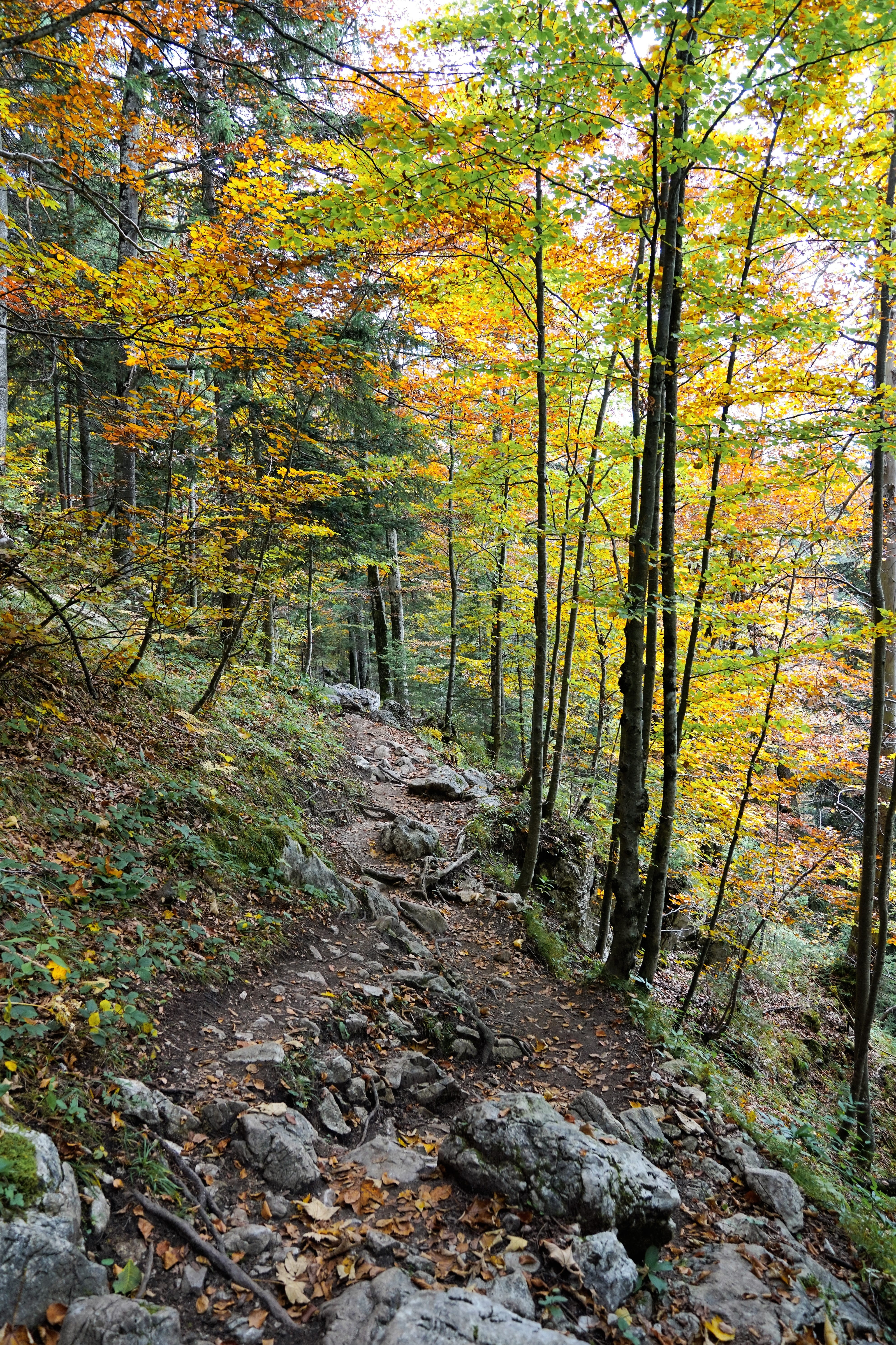 leaf, ground, abyss, green, bush, forest, switzerland, scenics - nature, no people, tree trunk, woodland, hike, change, 5K, autumn, tranquil scene, day, Phone HD Wallpaper