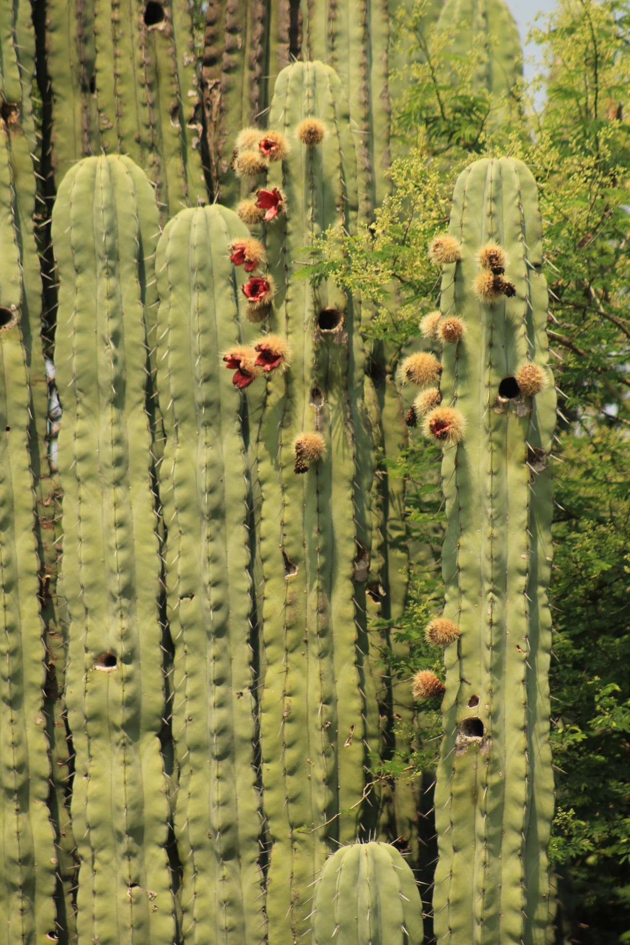 plant, fruits and vegetables, land, cactus, outdoors, close-up, human resources, nature, fragility, freshness, day, vulnerability, tree, doubt, peasant, Phone HD Wallpaper