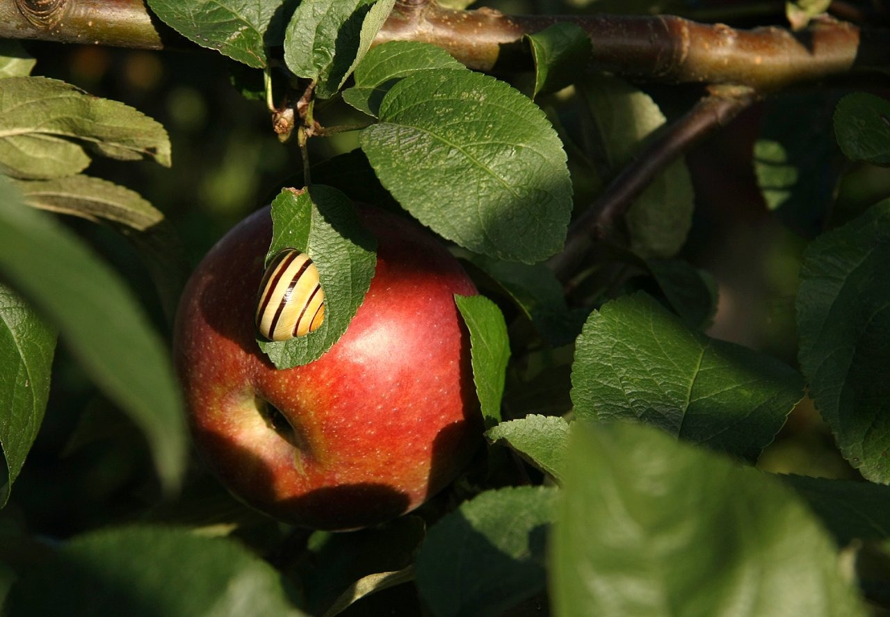 snail, agriculture, branch, vitamins, leaf, fruit, eat, plant, close-up, wellbeing, nature, plant part, green color, outdoors, apple, 720P, healthy eating, HD Wallpaper